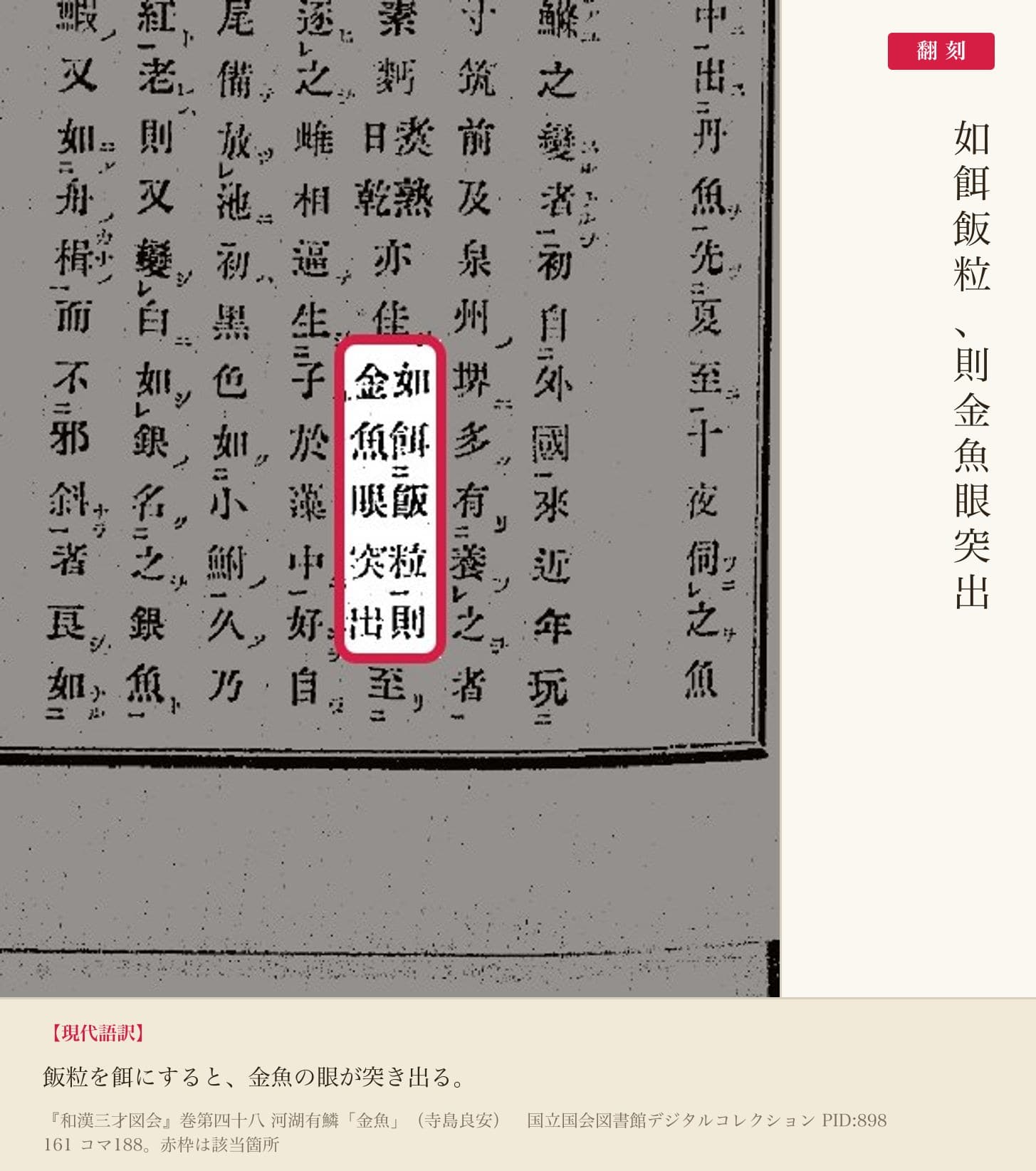『和漢三才図会』の一節と翻刻。「如餌飯粒、則金魚眼突出」