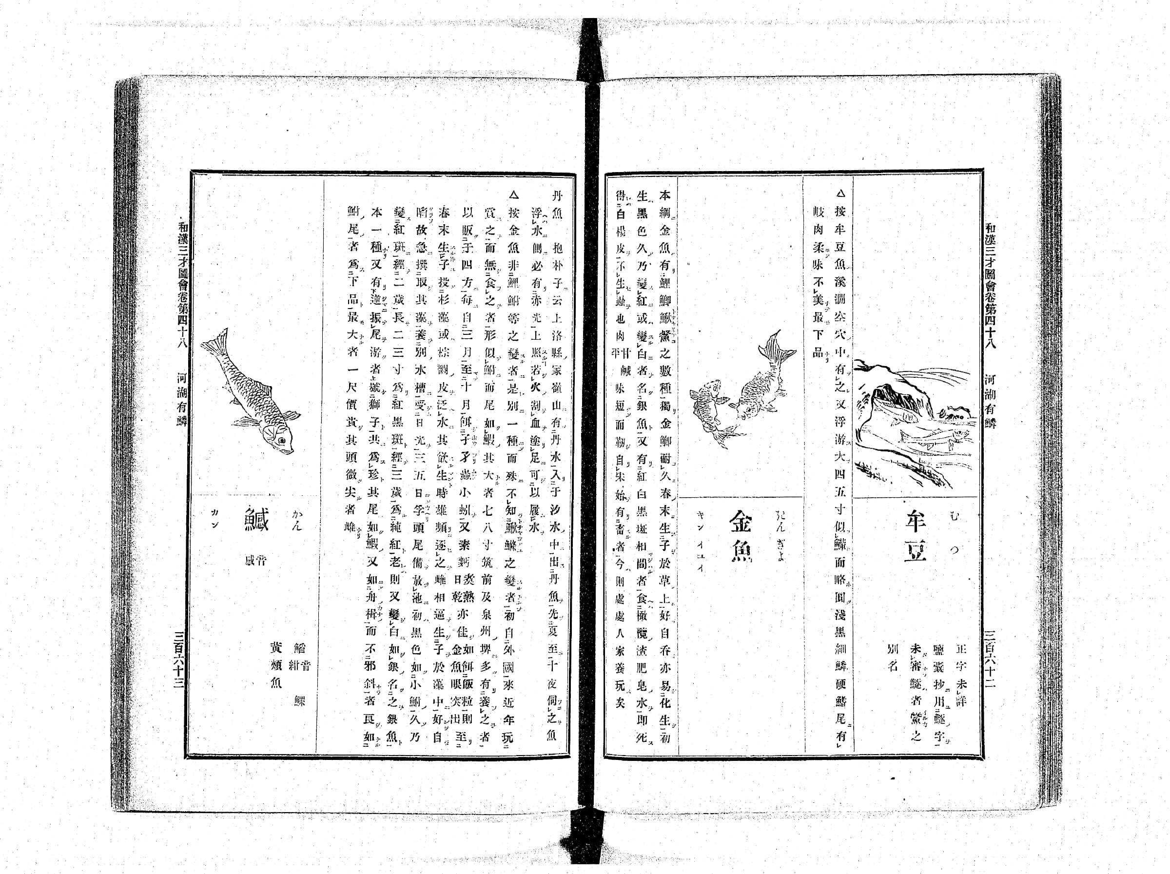 『和漢三才図会』巻第四十八「金魚」の見開き。金魚2匹の挿絵がある