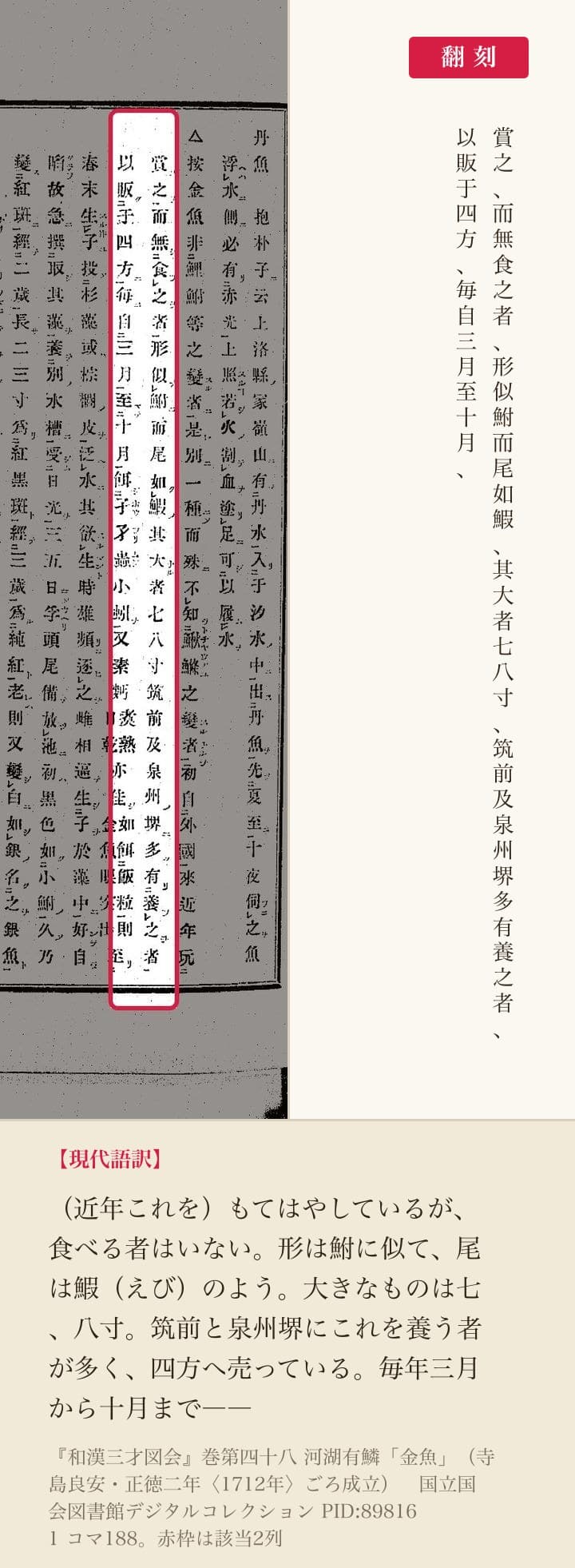 『和漢三才図会』の按文2列と翻刻。「其大者七八寸、筑前及泉州堺多有養之者、以販于四方」
