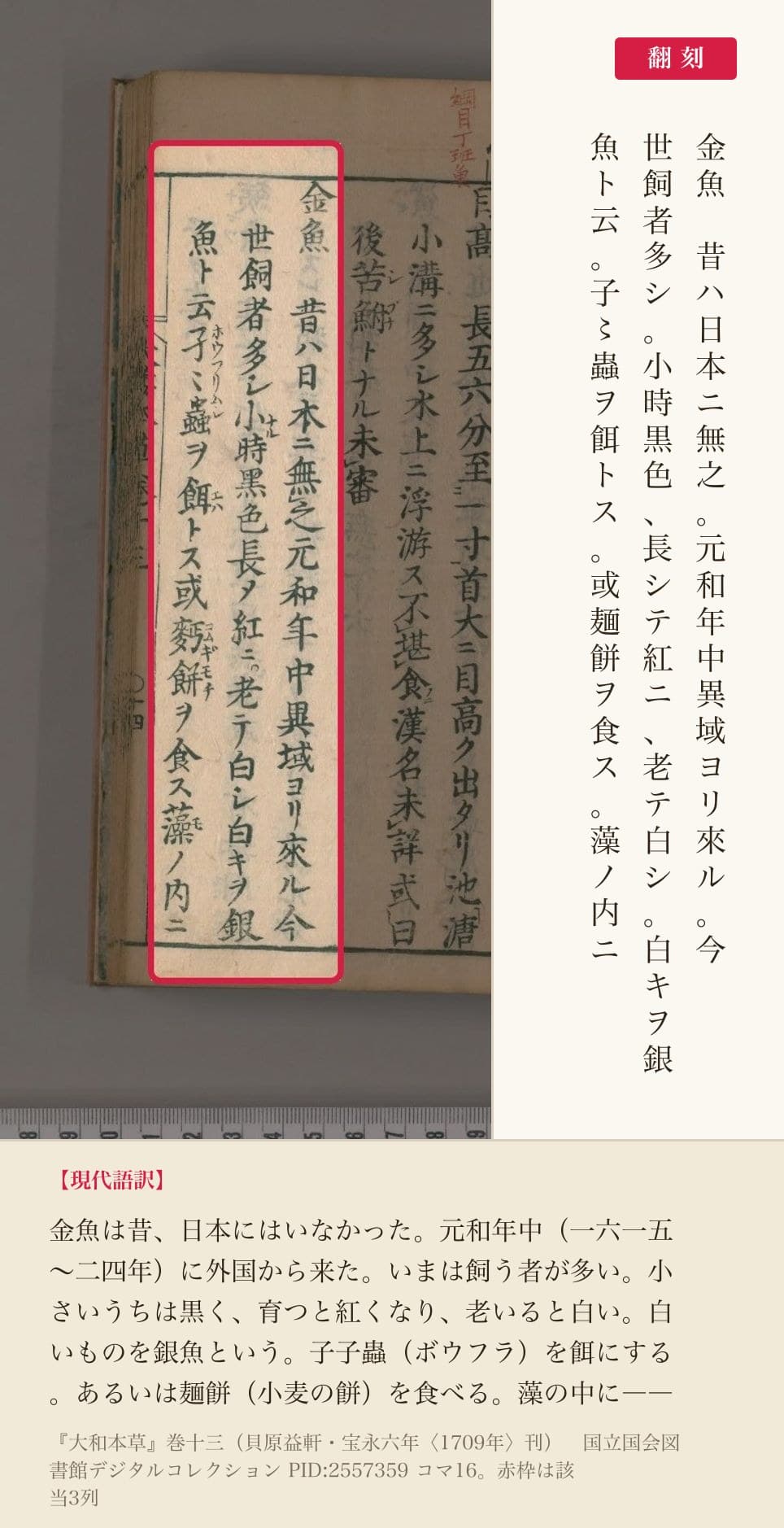 『大和本草』巻十三の金魚の項、3列と翻刻。「金魚 昔ハ日本ニ無之。元和年中異域ヨリ來ル」