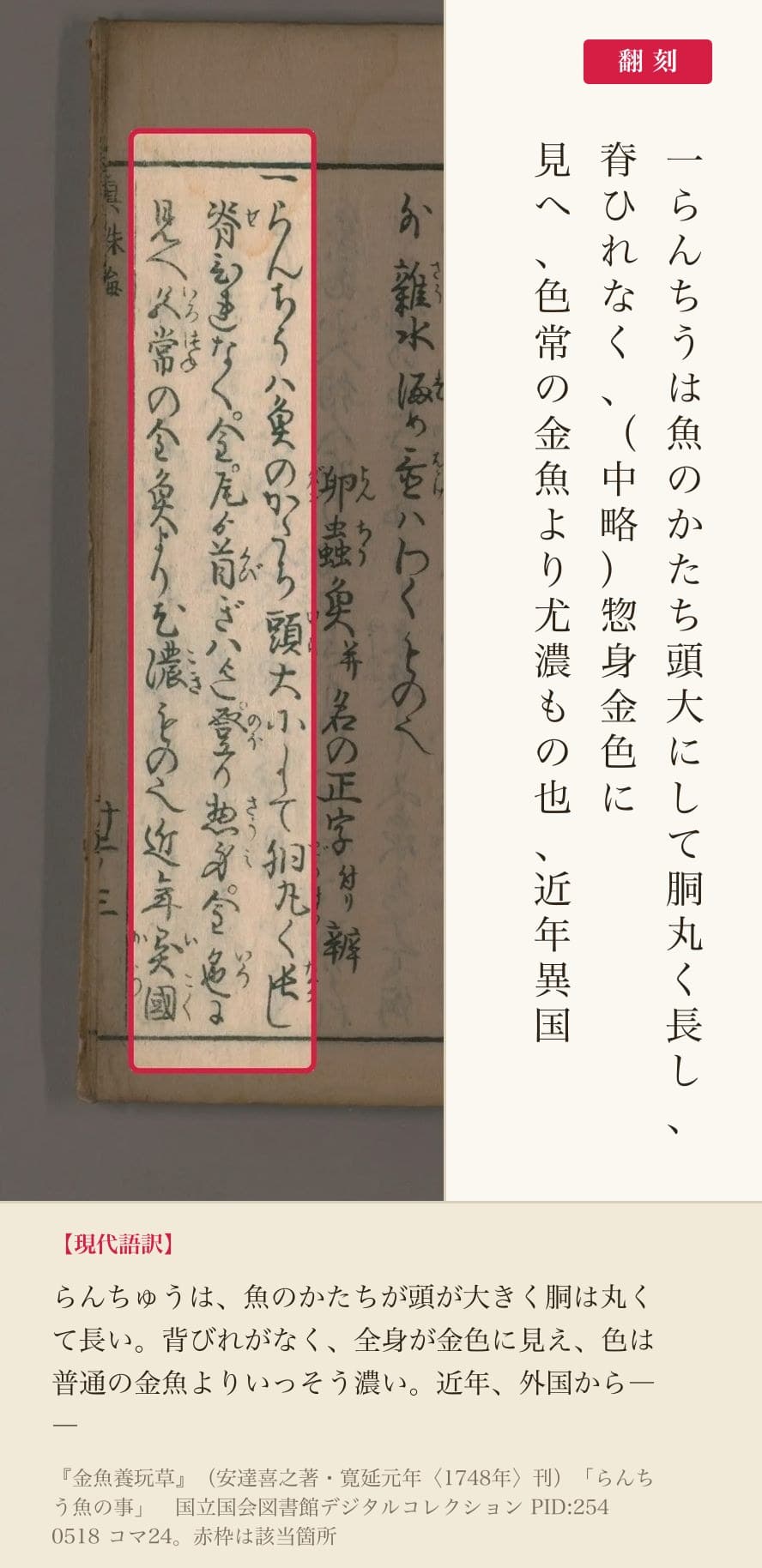 『金魚養玩草』「らんちう魚の事」の3列と翻刻。「一らんちうは魚のかたち頭大にして胴丸く長し」