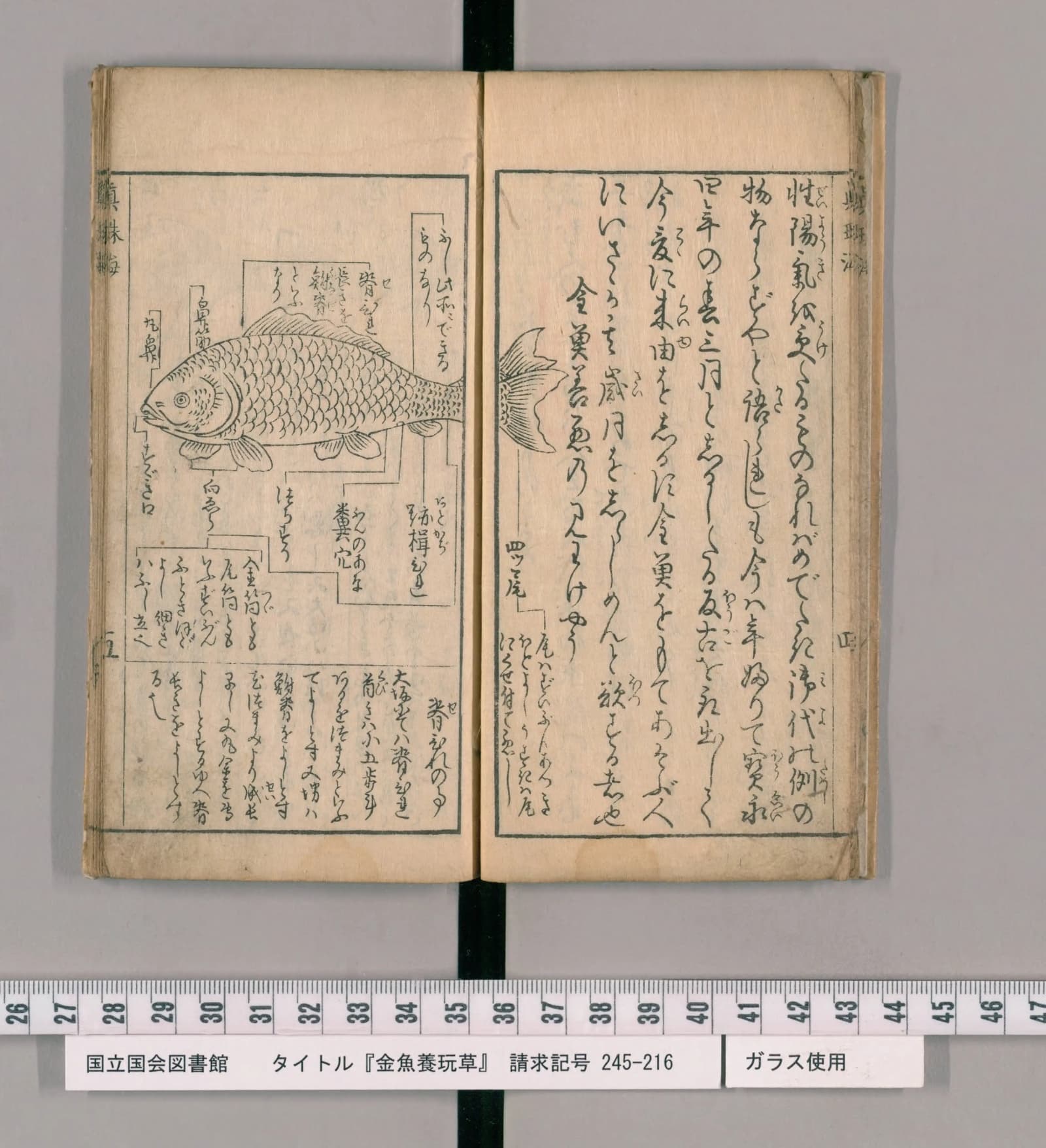 『金魚養玩草』の金魚各部名称図。魚の線画から引き出し線が伸び、部位の名が書かれている