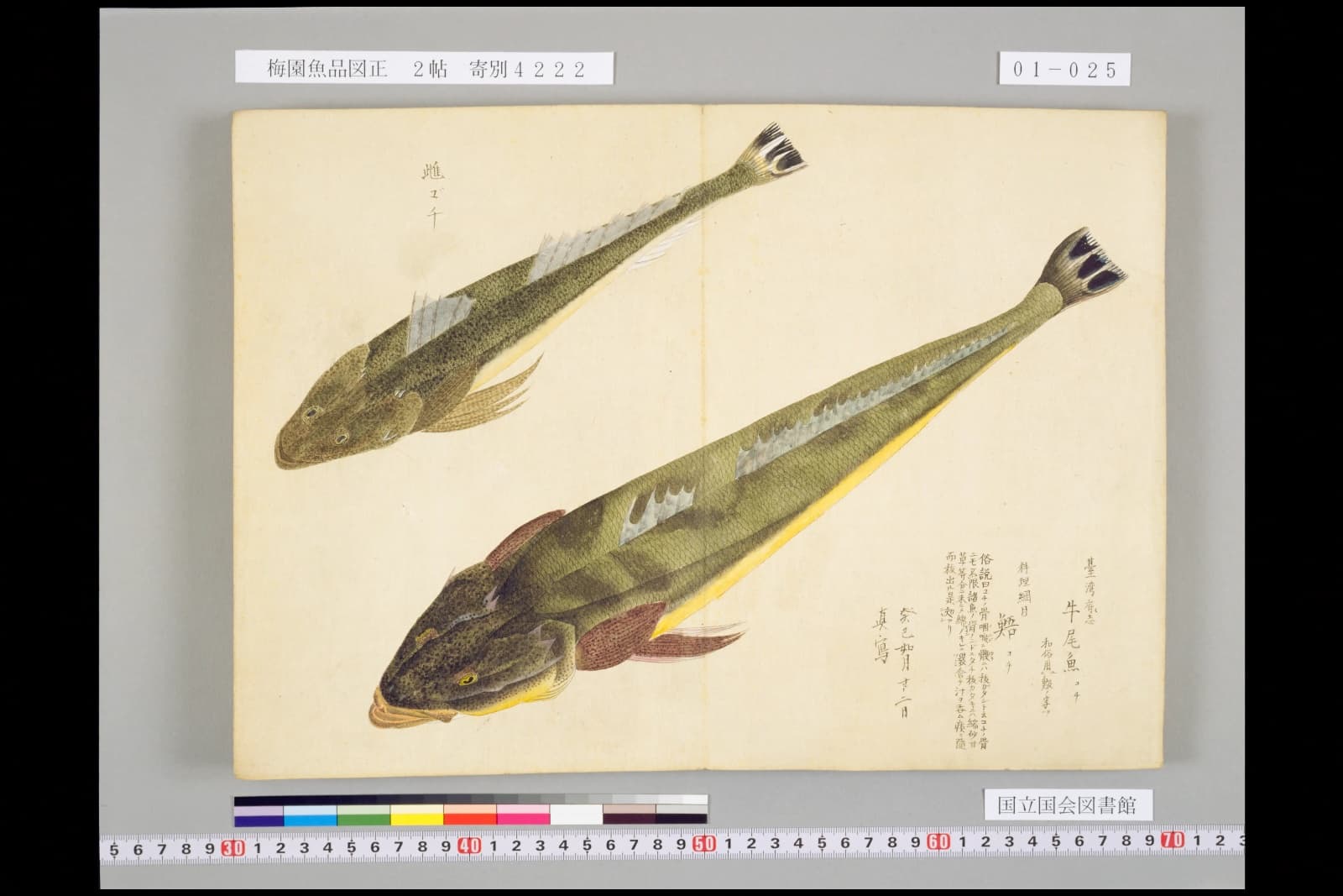 『梅園魚品図正』巻一コマ25の見開き。上から見たコチが二匹、斜めに大きく描かれている