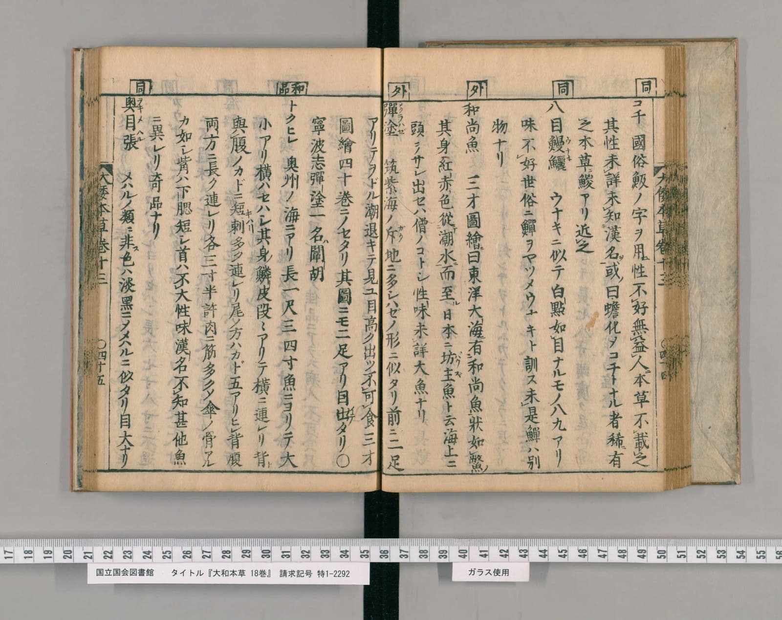 『大和本草』巻十三コマ47の見開き。右ページの右端にコチの項