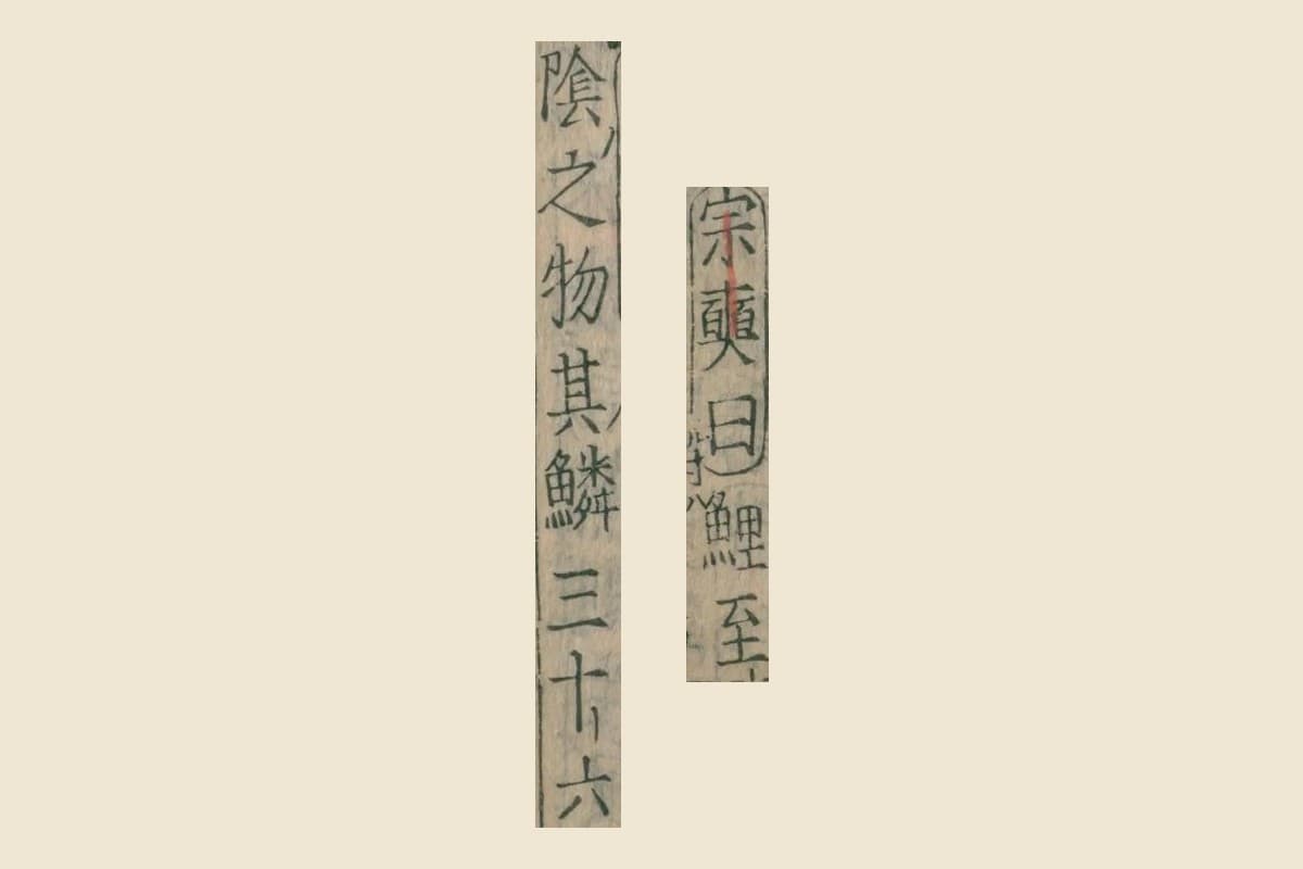 『本草綱目』コマ54「気味」の欄の「宗奭曰鯉至陰之物其鱗三十六」の大写し