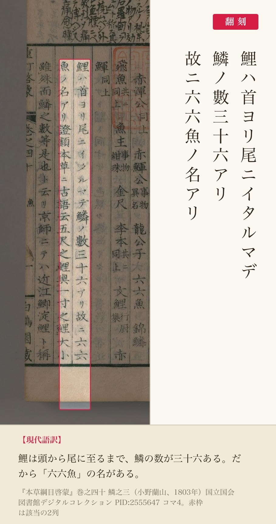 『本草綱目啓蒙』鯉の項「鱗ノ數三十六アリ故ニ六六魚ノ名アリ」の赤枠注釈と翻刻（PID2555647 コマ4）