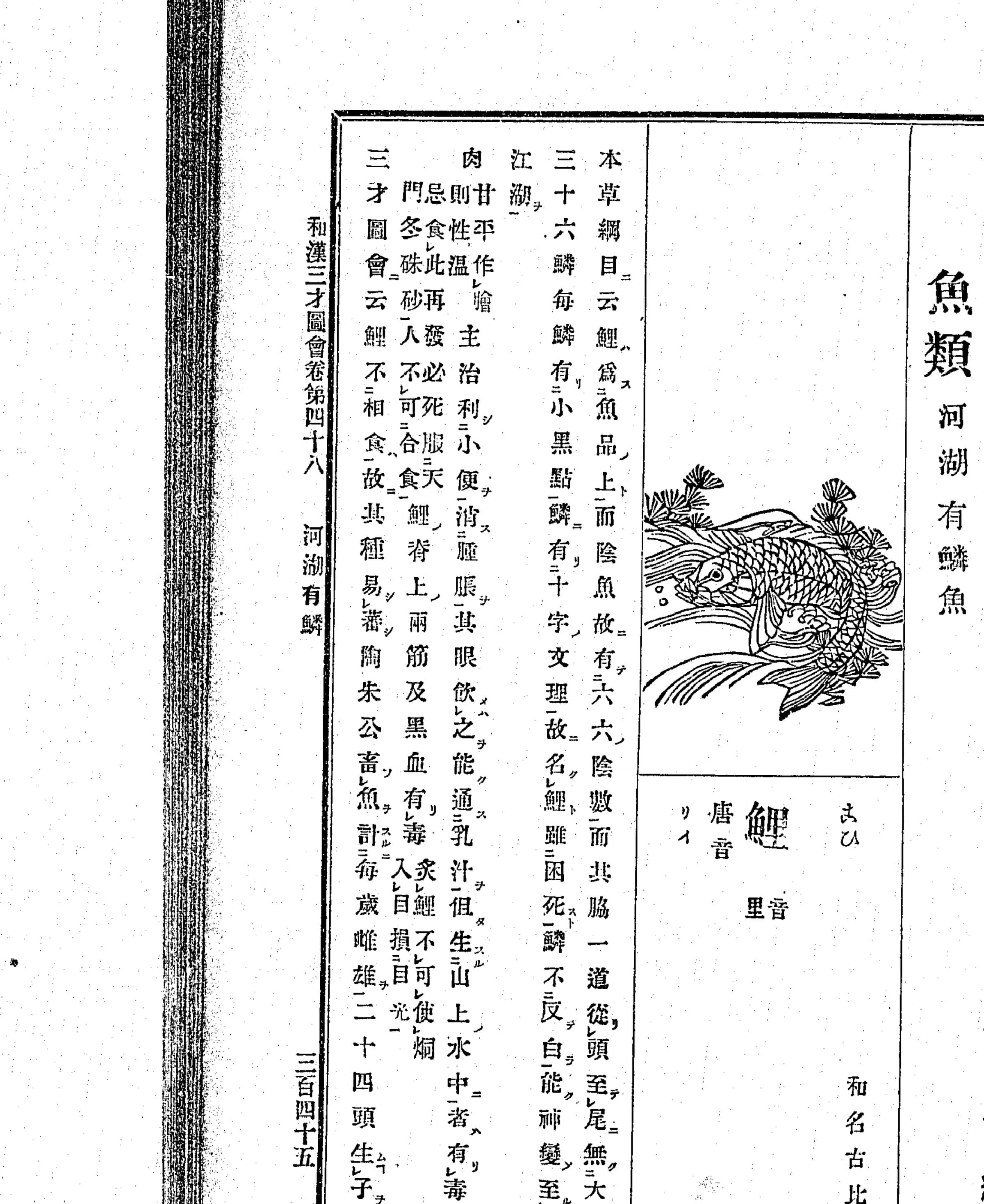 『和漢三才図会』鯉の項 クローズアップ（PID 898161 コマ179）