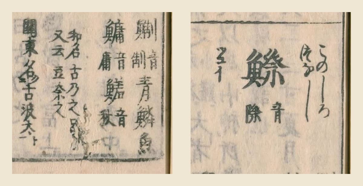 『和漢三才図会』の見出し「鰶（このしろ・つなし）音際」と、脇の「鯯 音制 青鱗魚」「鱅 音庸」「和名古乃之呂 又云豆奈之」「関東名古波太」の大写し