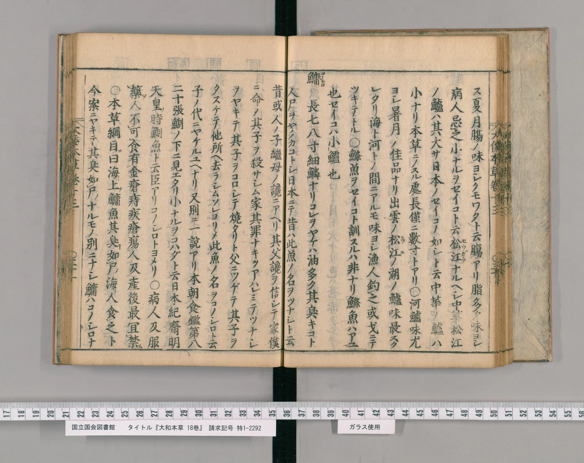 『大和本草』巻十三コマ33の見開き。左ページの頭に見出し「鱅」