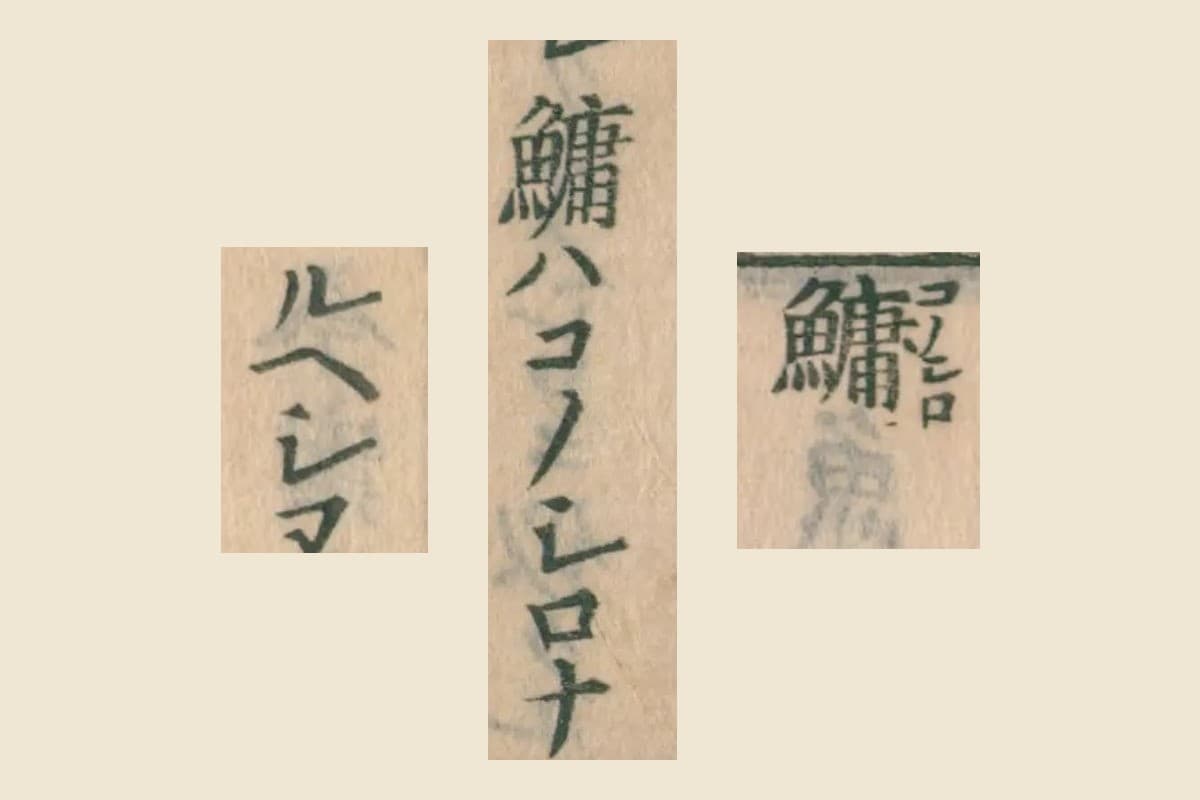『大和本草』の見出し「鱅（コノシロ）」と、「鱅ハコノシロナ」「ルヘシ」の大写し
