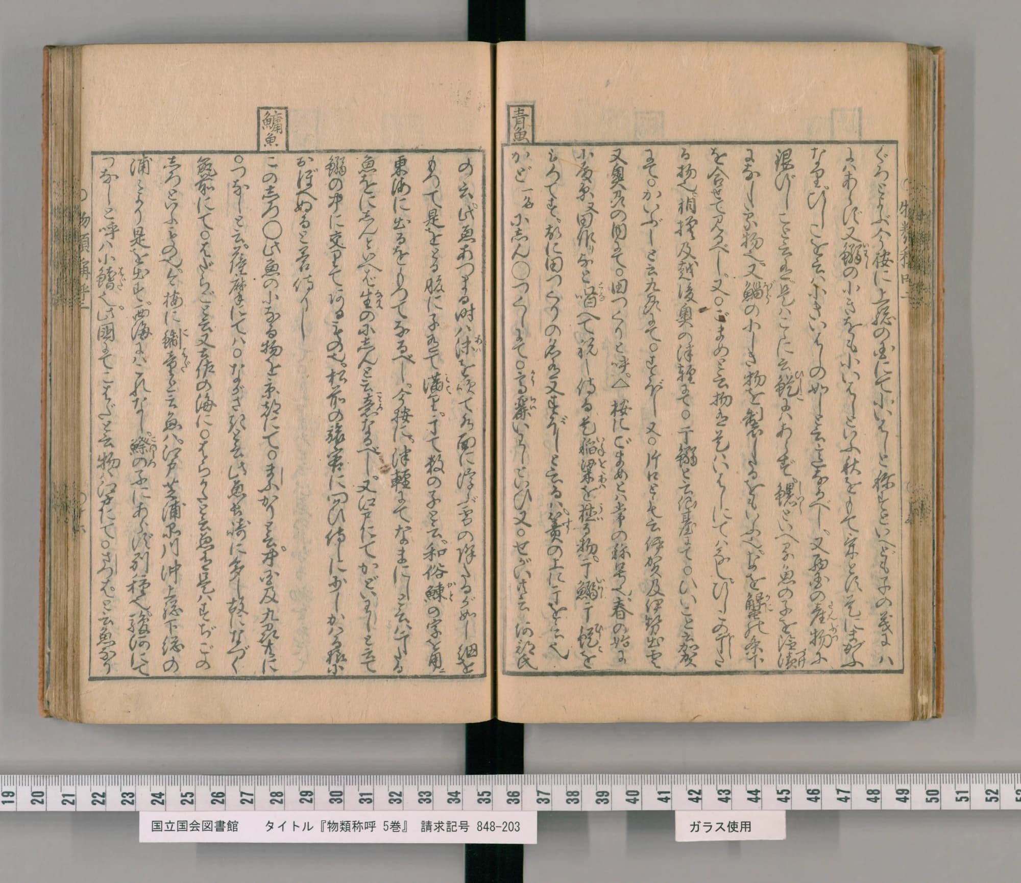 『物類称呼』巻之二の見開き。右ページの柱に「青魚」、左ページの柱に「鱅魚」の見出しがあり、左ページの終わりの6列がコノシロの項