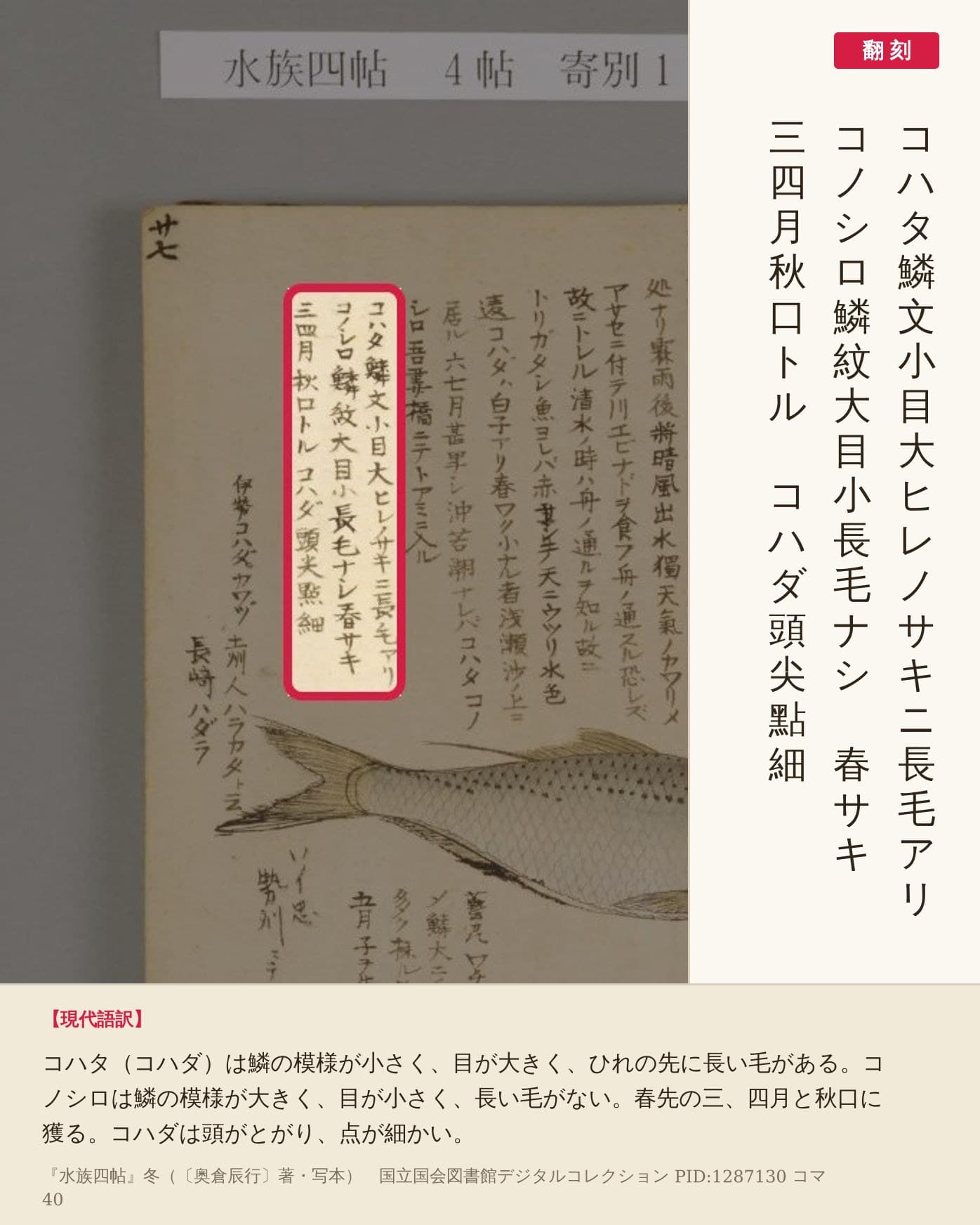 『水族四帖』コマ40の左ページ、コハタとコノシロの見分け方を書いた3列の赤枠と翻刻