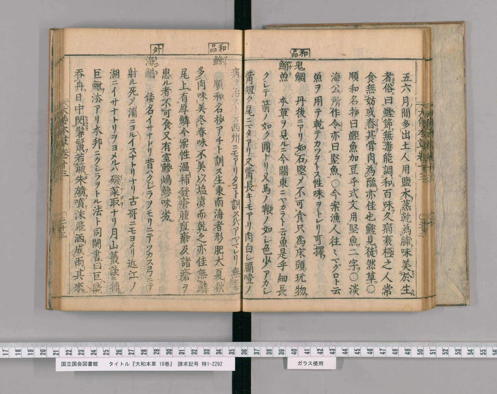 『大和本草』巻十三コマ25の見開き。左ページの「外」の印の下に見出し「海鰌」