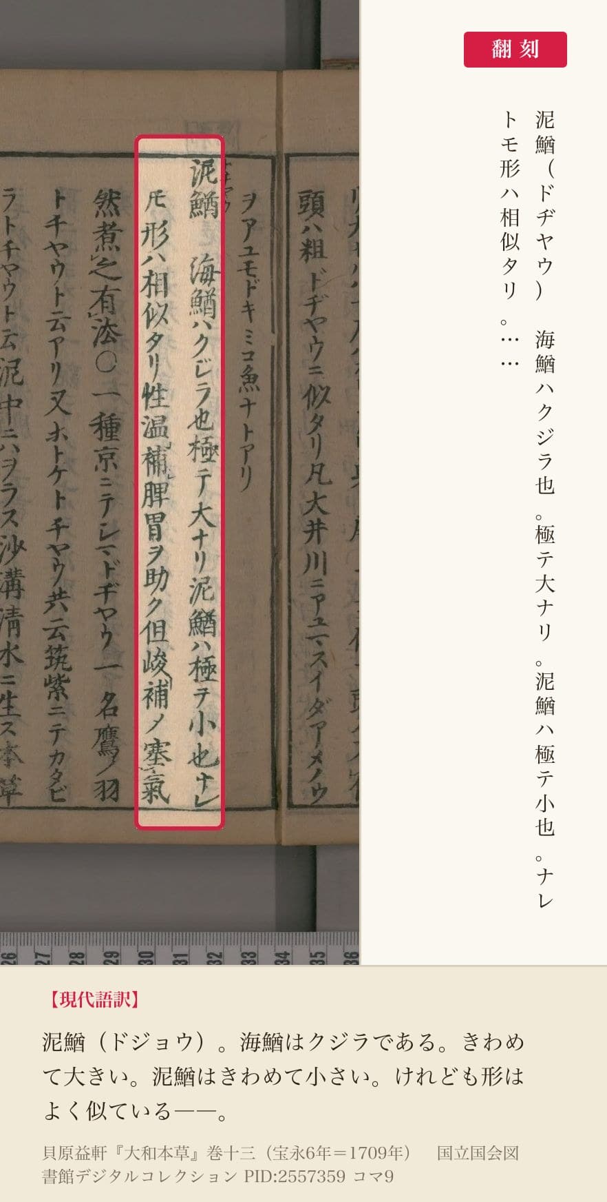 『大和本草』巻十三コマ9の泥鰌の項「海鰌ハクジラ也極テ大ナリ泥鰌ハ極テ小也ナレトモ形ハ相似タリ」の翻刻