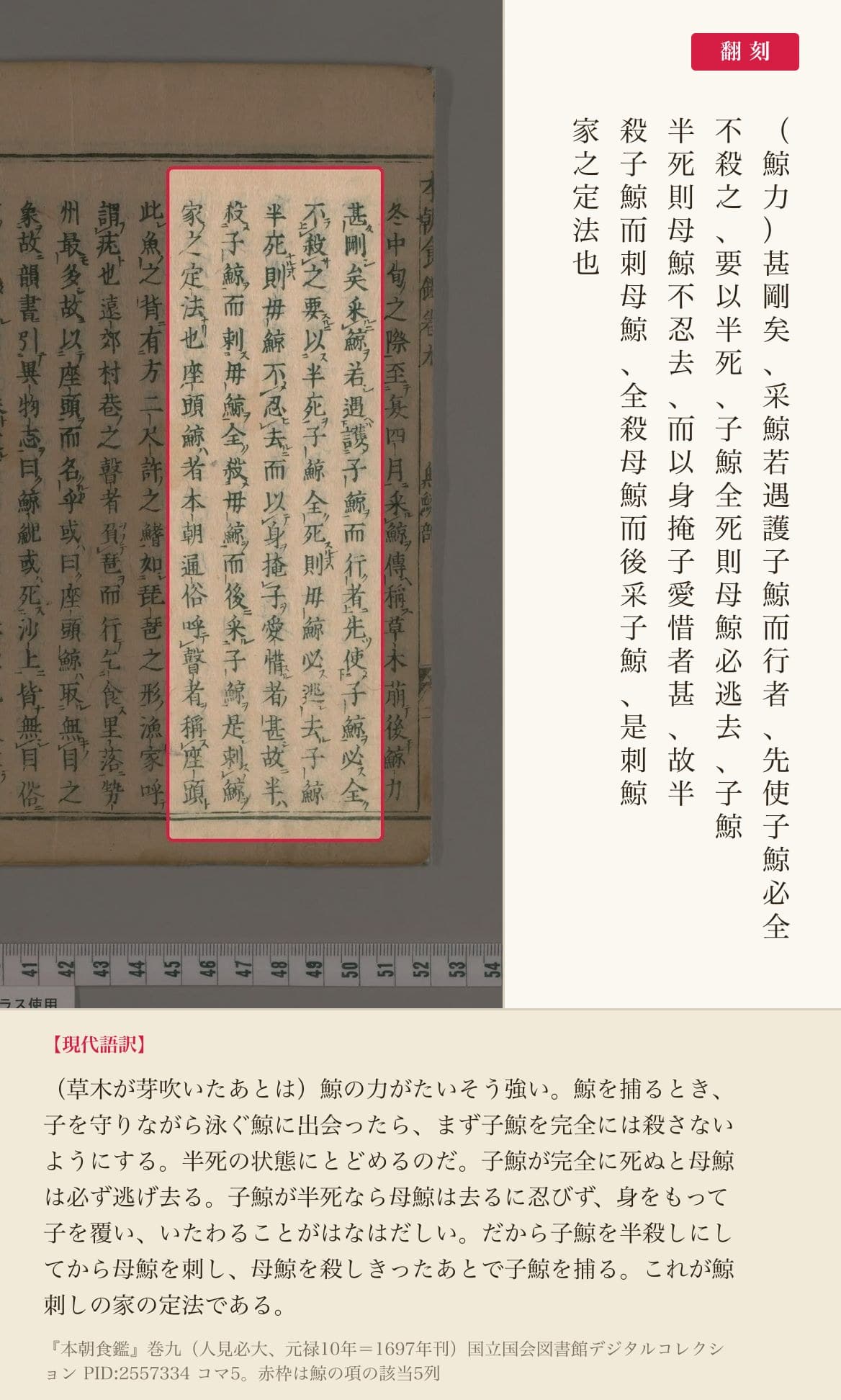 『本朝食鑑』巻九、鯨を捕る際の「定法」を記した箇所と翻刻