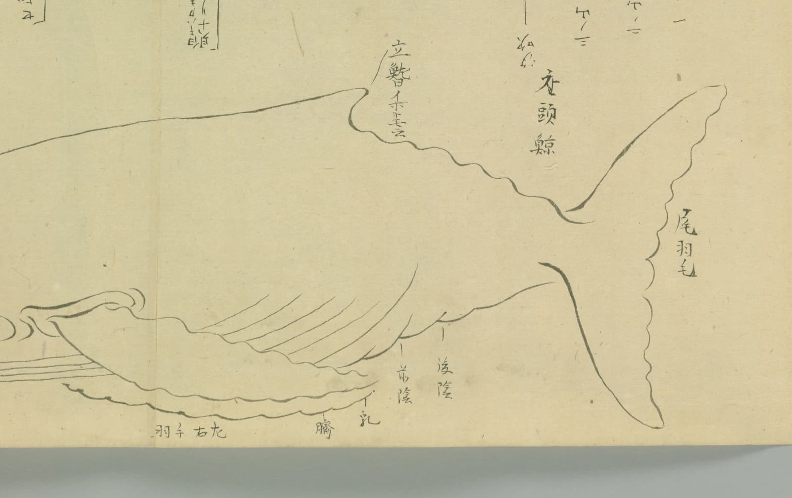 『六鯨之図』の座頭鯨の図。180度回転させ、尾から胴、長い胸びれ、背の小さな鰭が見える向きにしたもの