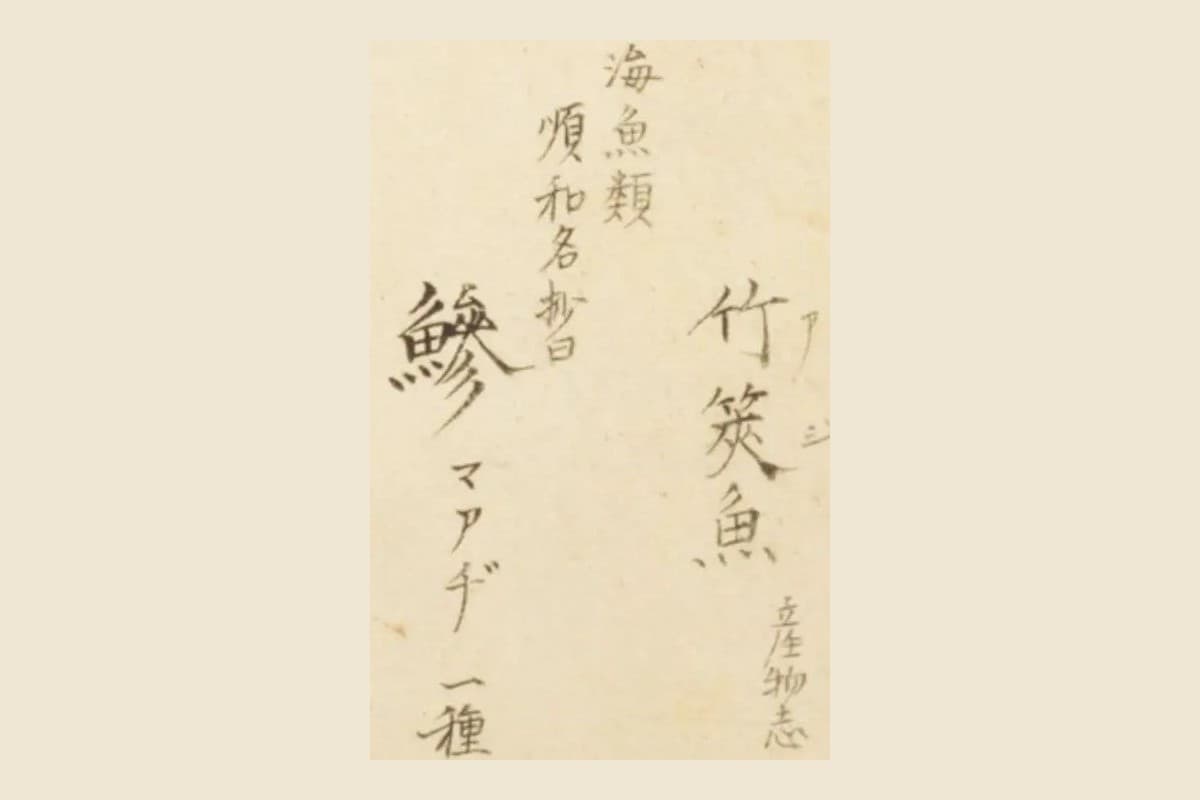 『梅園魚品図正』のマアジの書き入れ「竹筴魚（アヂ）産物志」「海魚類 順和名抄曰 鰺 マアヂ 一種」の大写し