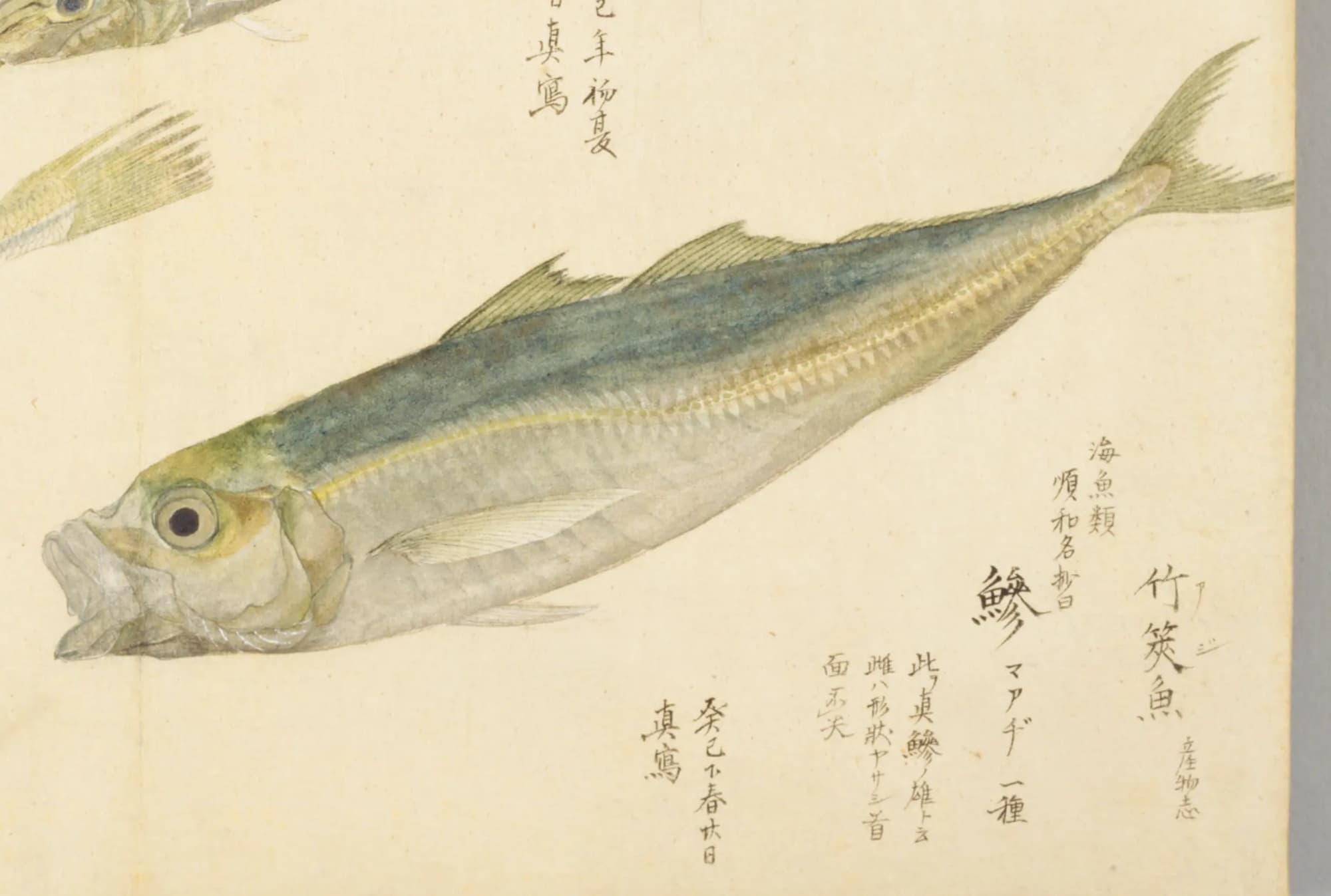 『梅園魚品図正』のマアジの彩色図。青緑の背と銀色の腹、体の後ろ半分に鋸歯のようなうろこの列