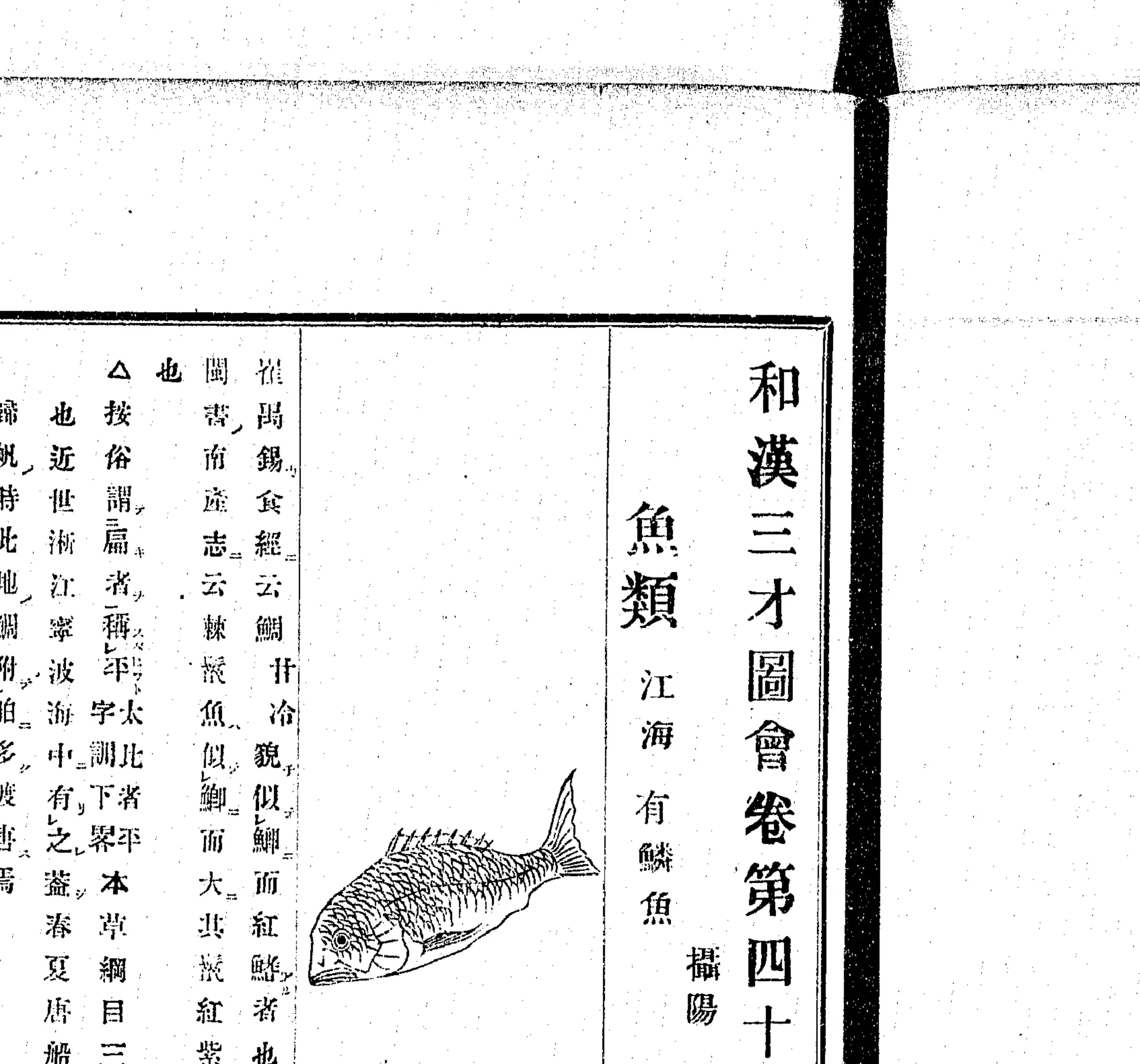 『和漢三才図会』鯛の木版画クローズアップ（PID 898161 コマ190）