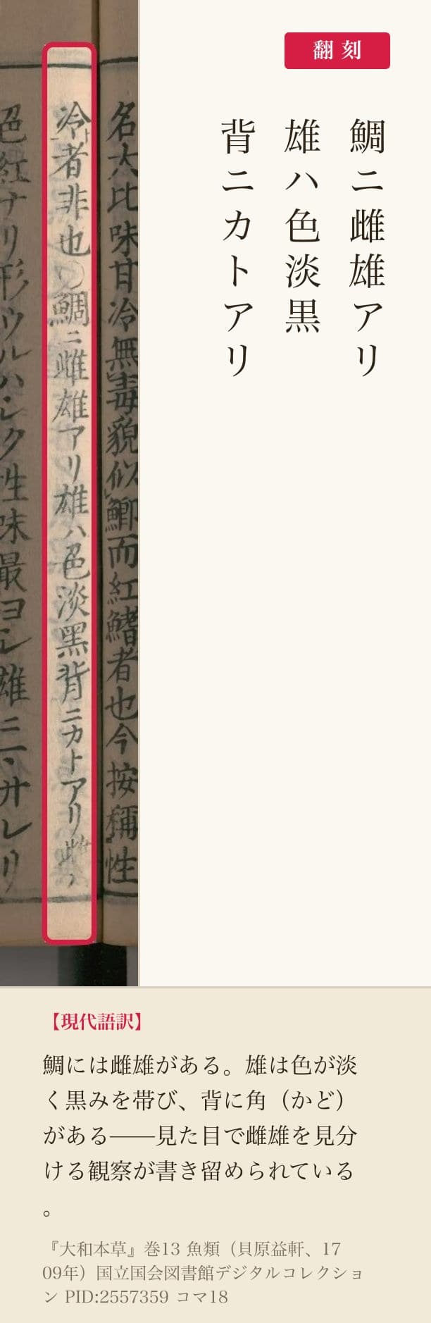 『大和本草』鯛の雌雄の記述の赤枠注釈と翻刻（PID2557359 コマ18）