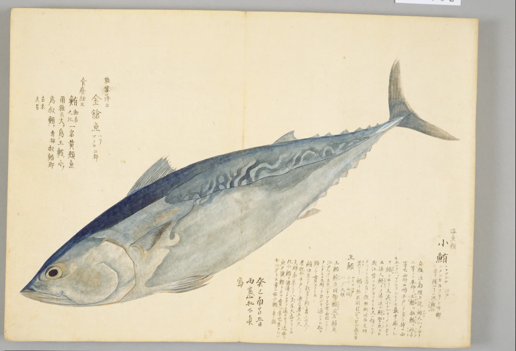 『梅園魚品図正』のマグロの彩色図。見開きいっぱいに青い背と銀色の腹の大きな魚
