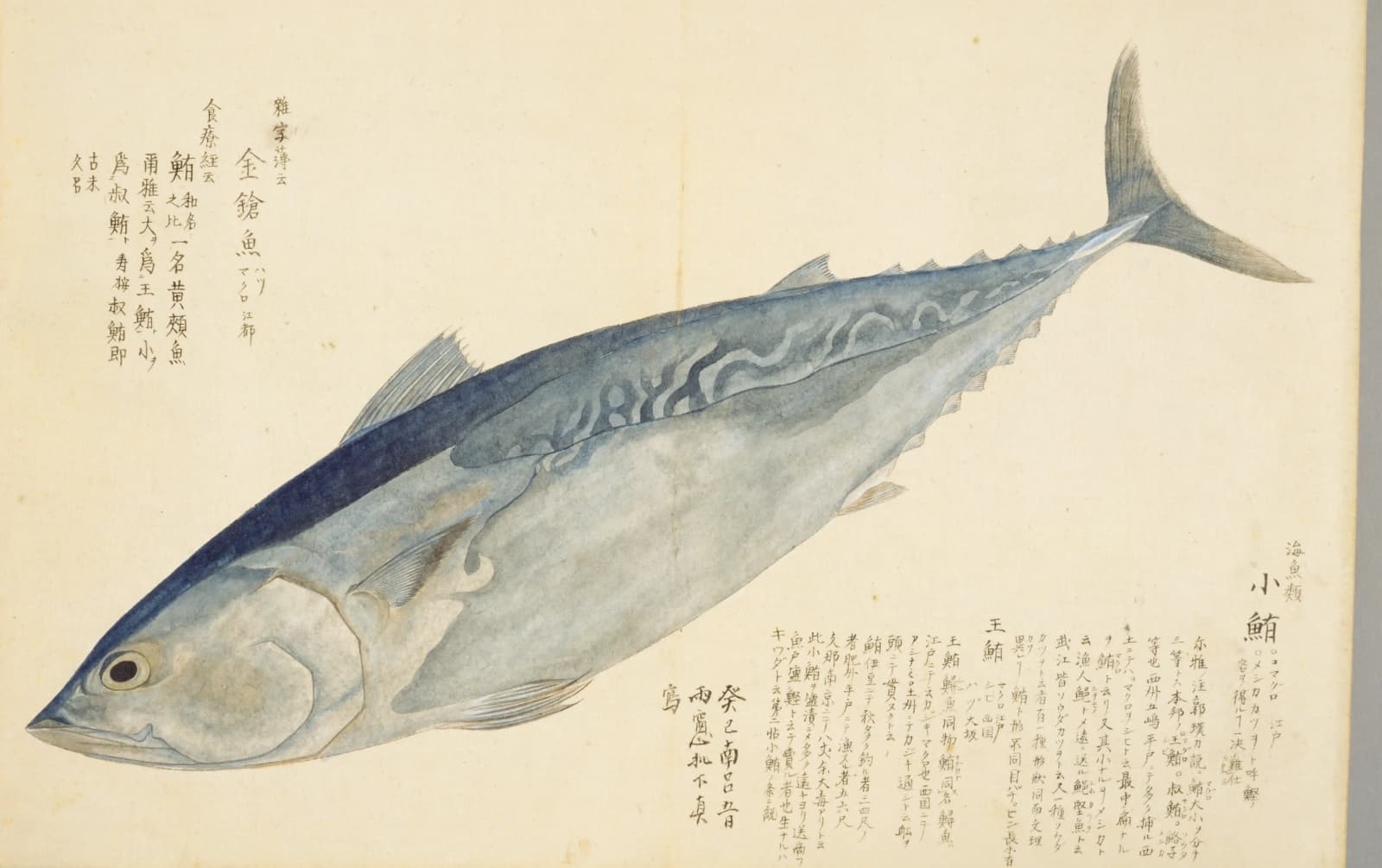 『梅園魚品図正』巻一のマグロの彩色図。紺色の背と銀白の腹の大きな魚。左上に「金鎗魚」「鮪」などの書き入れ