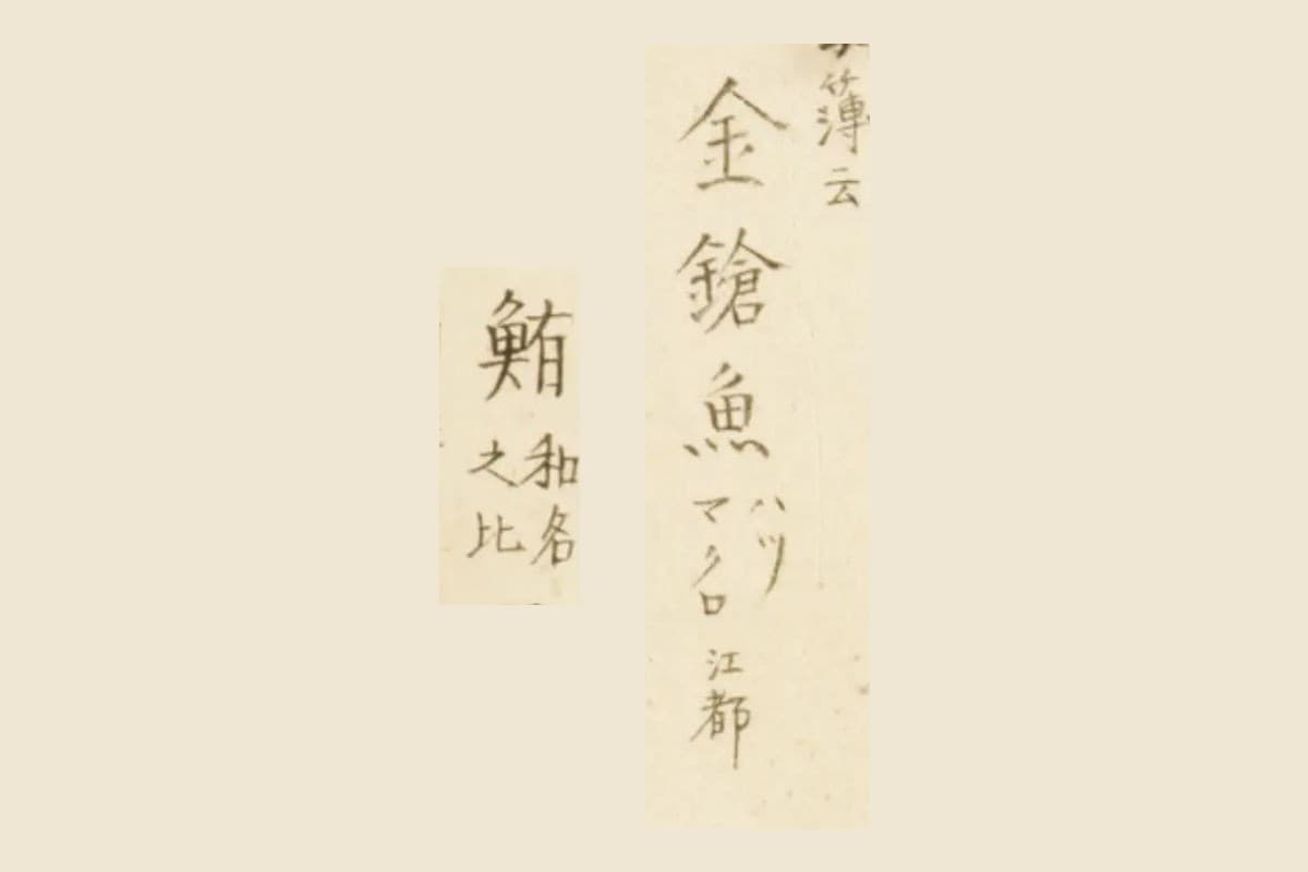 『梅園魚品図正』のマグロの図の書き入れ「金鎗魚」と「鮪 和名之比」の大写し