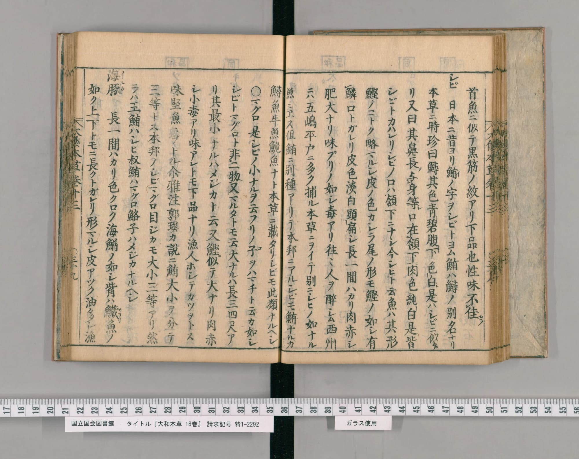 『大和本草』巻十三コマ41の見開き。右ページの2列目の頭にカタカナの見出し「シビ」