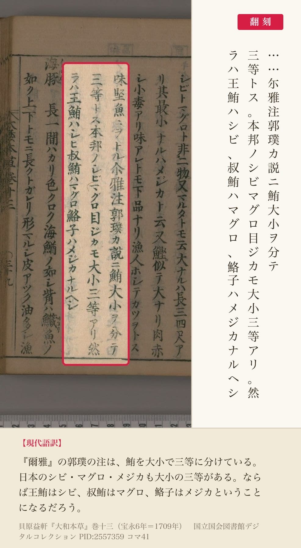 『大和本草』巻十三コマ41左ページの「尓雅注郭璞カ説ニ鮪大小ヲ分テ三等トス」の3列と翻刻