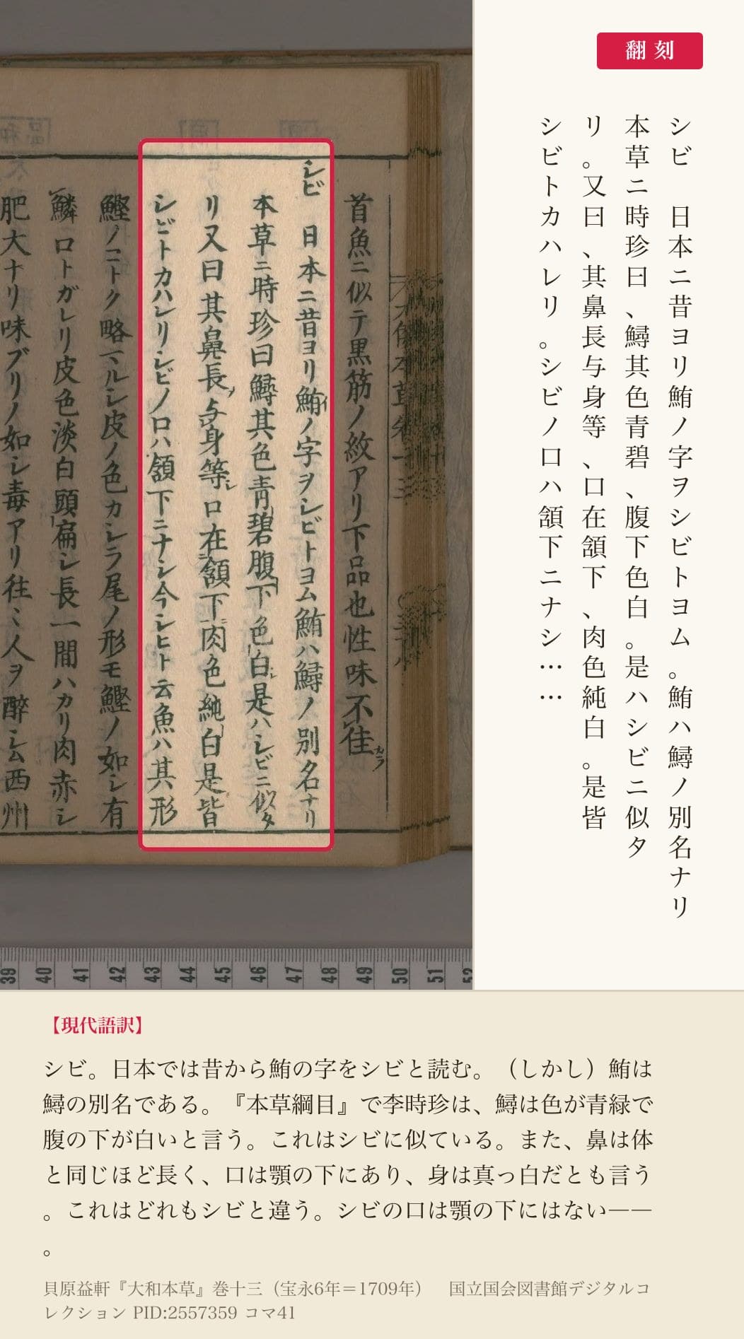 『大和本草』巻十三コマ41のシビの項の冒頭4列と翻刻
