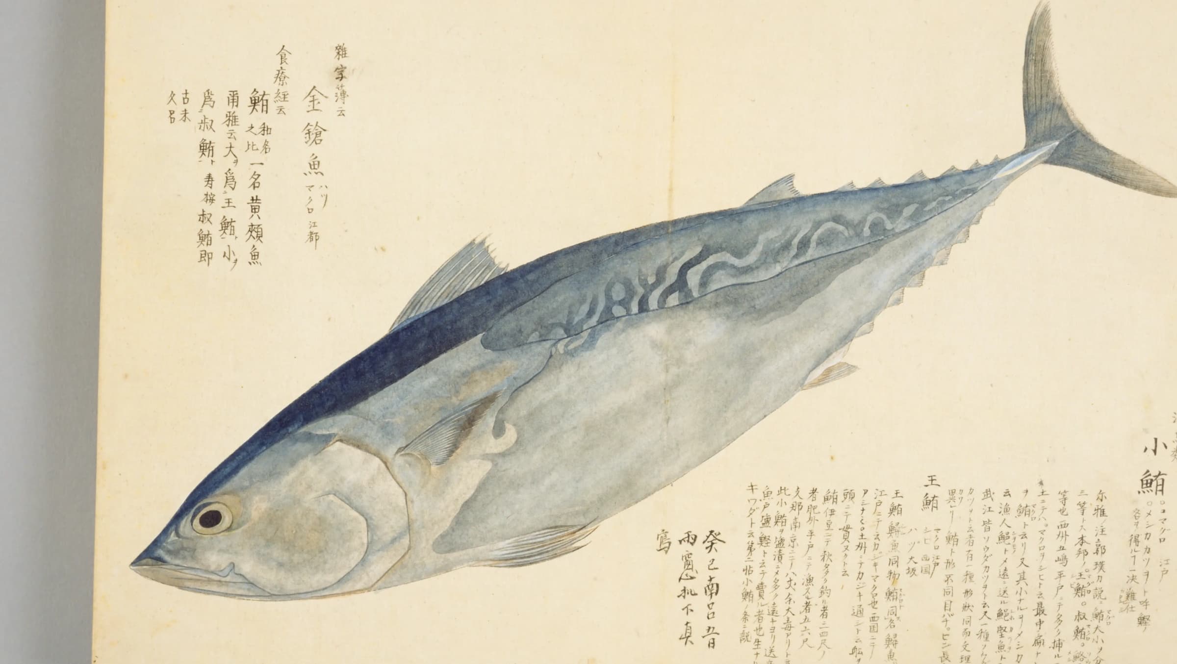 梅園魚譜 鮪 題字部クローズアップ
