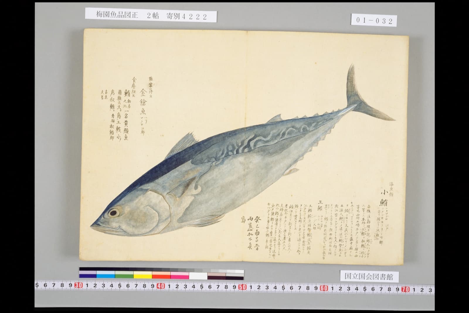 梅園魚品図正2帖コマ32 鮪の彩色図