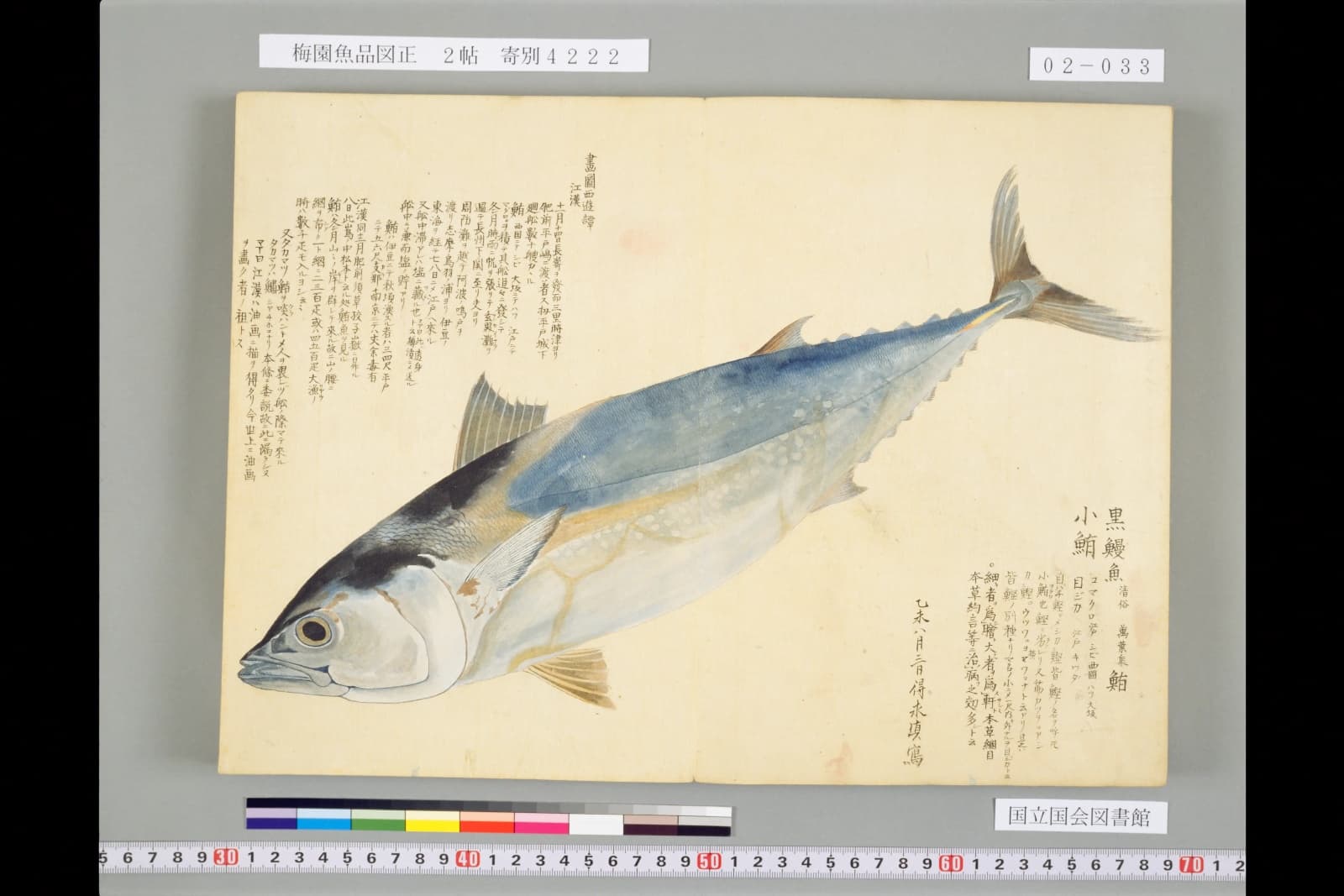 梅園魚品図正2帖コマ33 小鮪の図