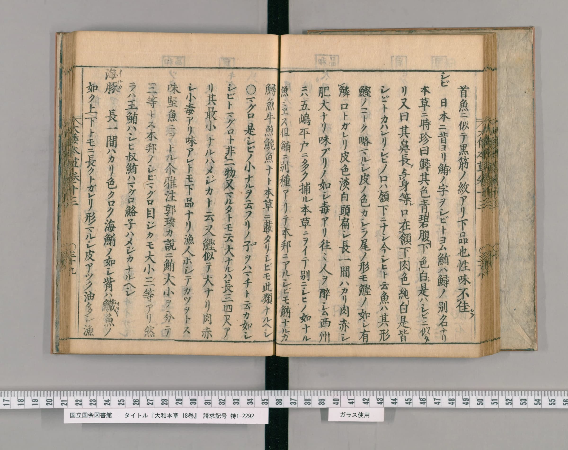 『大和本草』巻13 魚類 鮪（シビ）の項 見開き全体（PID 2557359 コマ41）
