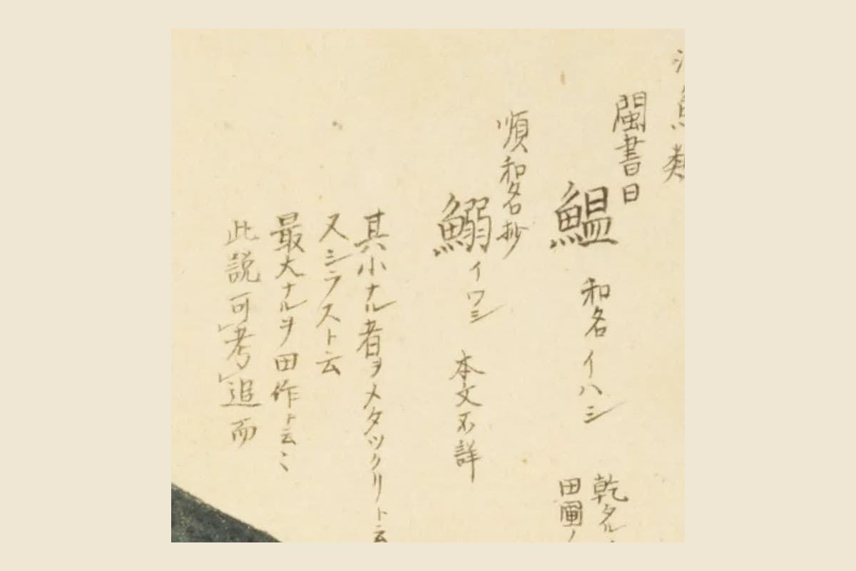 『梅園魚品図正』のイワシの見出し「閩書曰 鰮 和名イハシ」「順和名抄 鰯 イワシ 本文不詳」の大写し