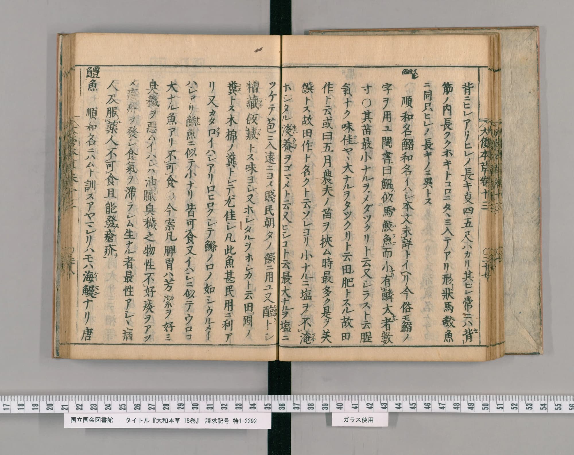 『大和本草』巻十三コマ30の見開き。右ページのなかほどの列が「順和名鰯和名イハシ」で始まるイワシの項