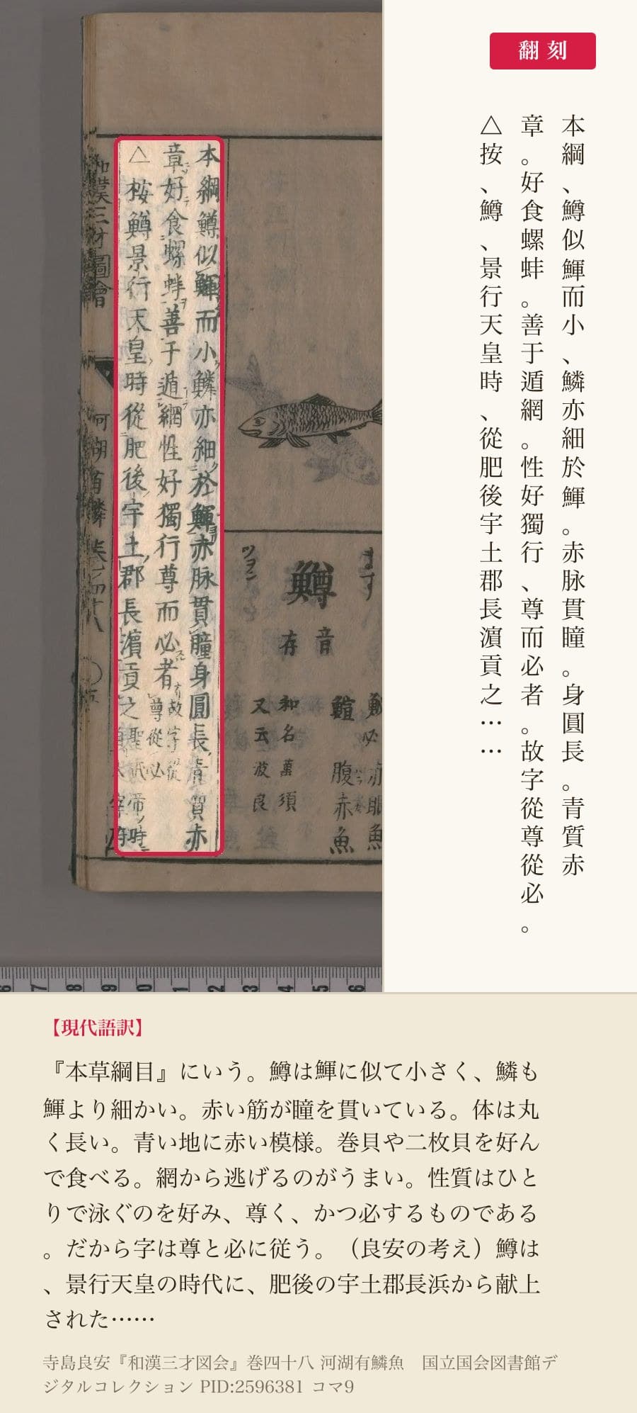『和漢三才図会』巻四十八コマ9の「本綱鱒似鯶而小……性好獨行尊而必者故字從尊從必」と「按鱒景行天皇時」の3列と翻刻