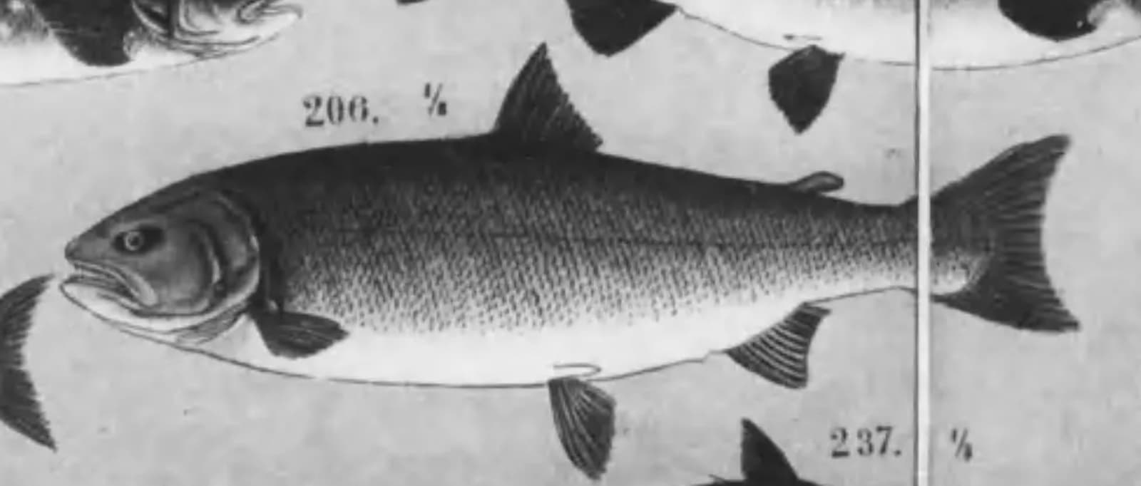 明治の水産図鑑の石版画。206番のマス。細長い体、背びれの後ろに小さなあぶらびれ