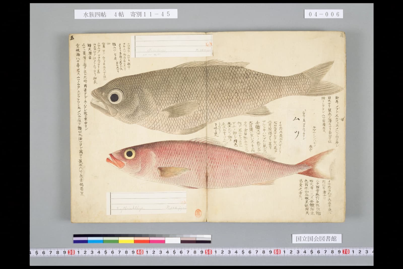 『水族四帖』冬のムツの彩色図。見開きに灰色の大きな目の魚と、その下に赤い魚