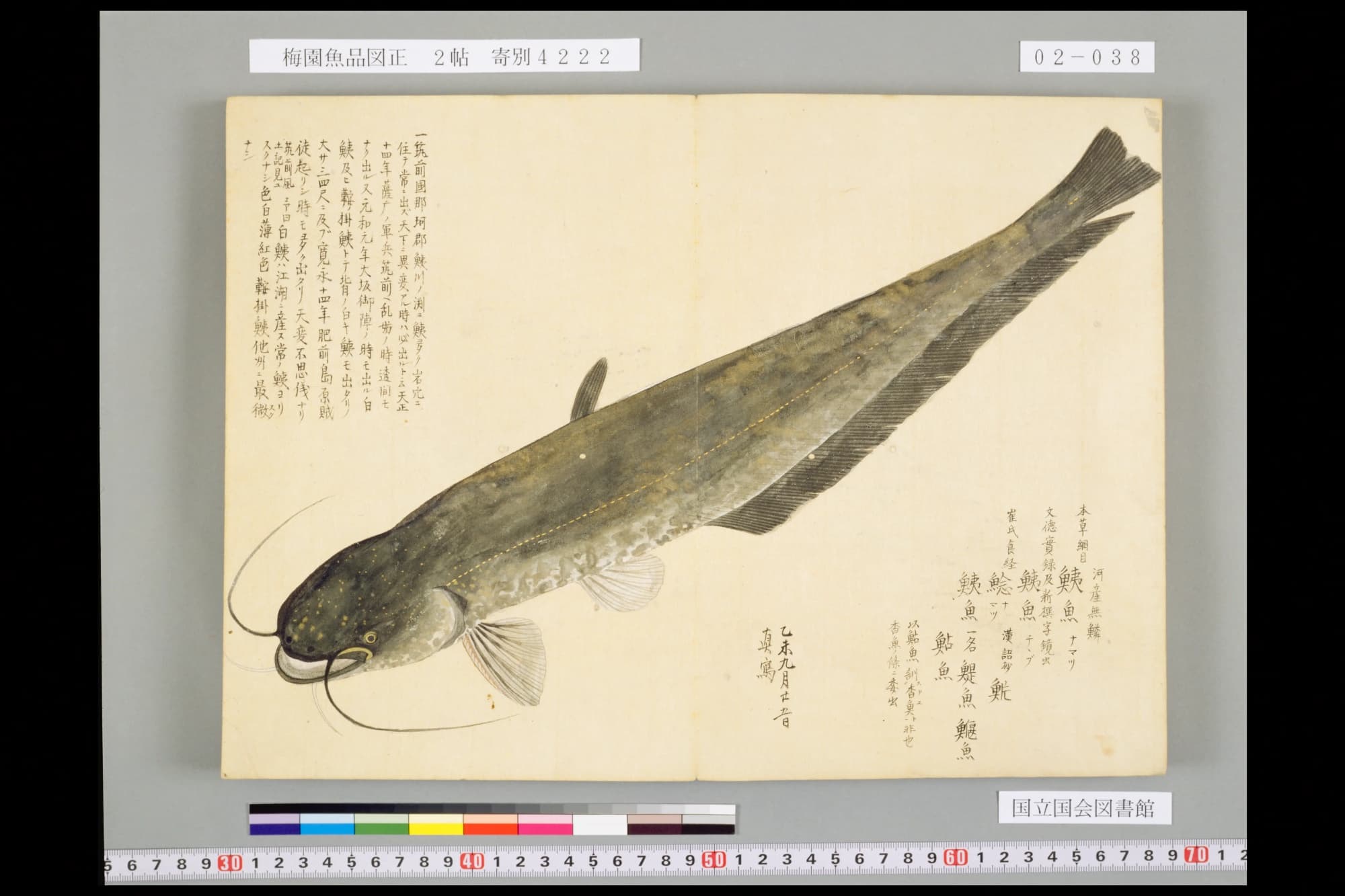 『梅園魚品図正』の見開きいっぱいに描かれた暗い緑褐色のナマズ。口の上に長いひげが二本、下に細いひげが二本