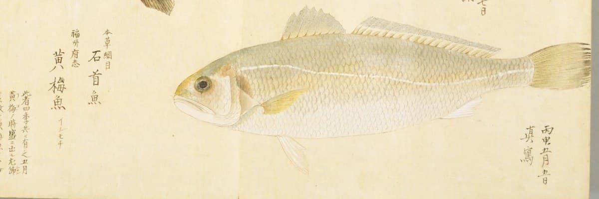 『梅園魚品図正』巻2の石首魚の彩色図。黄色みを帯びた白い体の小ぶりな魚。左に「本草綱目 石首魚」「福州府志 黄梅魚」「イシモチ」の書き入れ