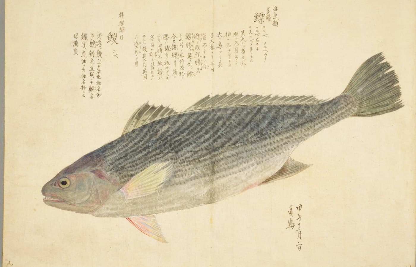 『梅園魚品図正』のニベの彩色図。背は青みがかった灰色に細かな斜めの縞、腹は白く、黄色い胸びれと赤みのある腹びれ。右上に「鰾」の字と書き入れ