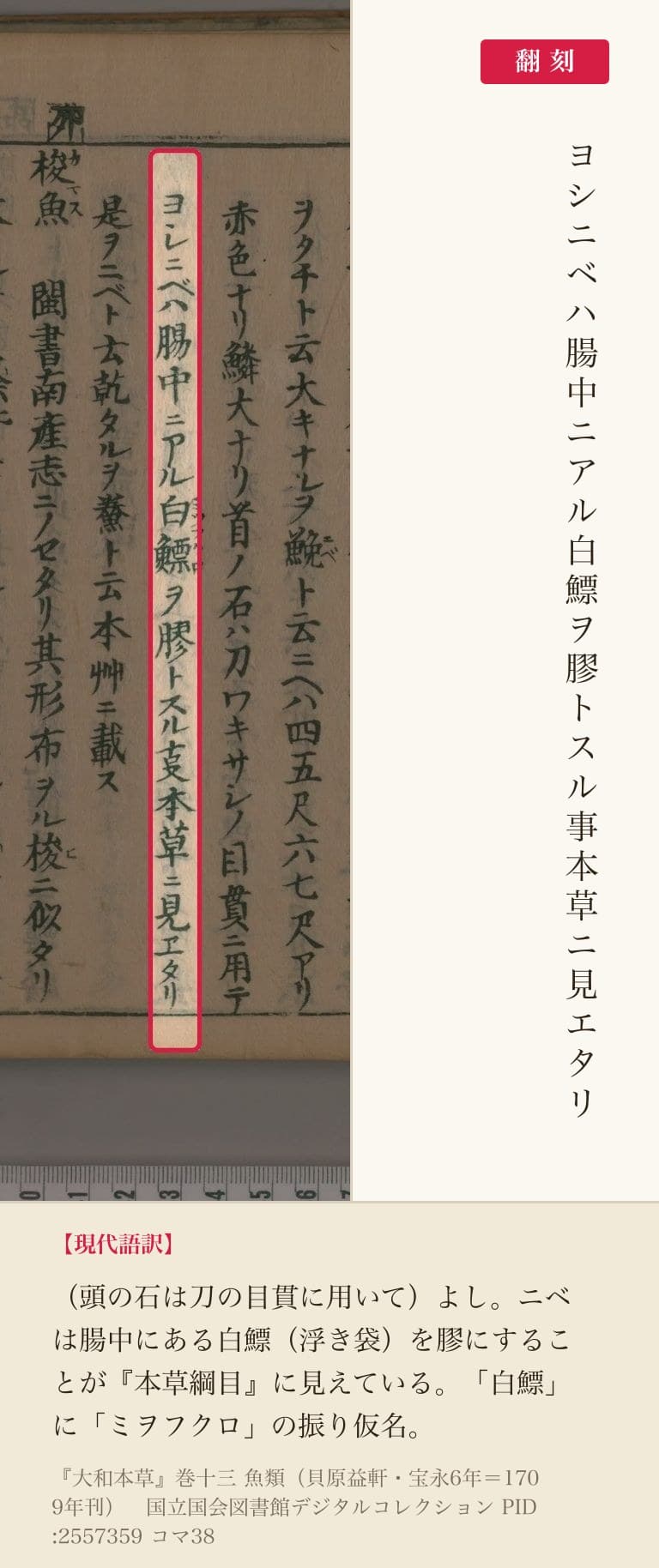 『大和本草』コマ38の「ニベハ腸中ニアル白鰾ヲ膠トスル事本草ニ見エタリ」の列と翻刻