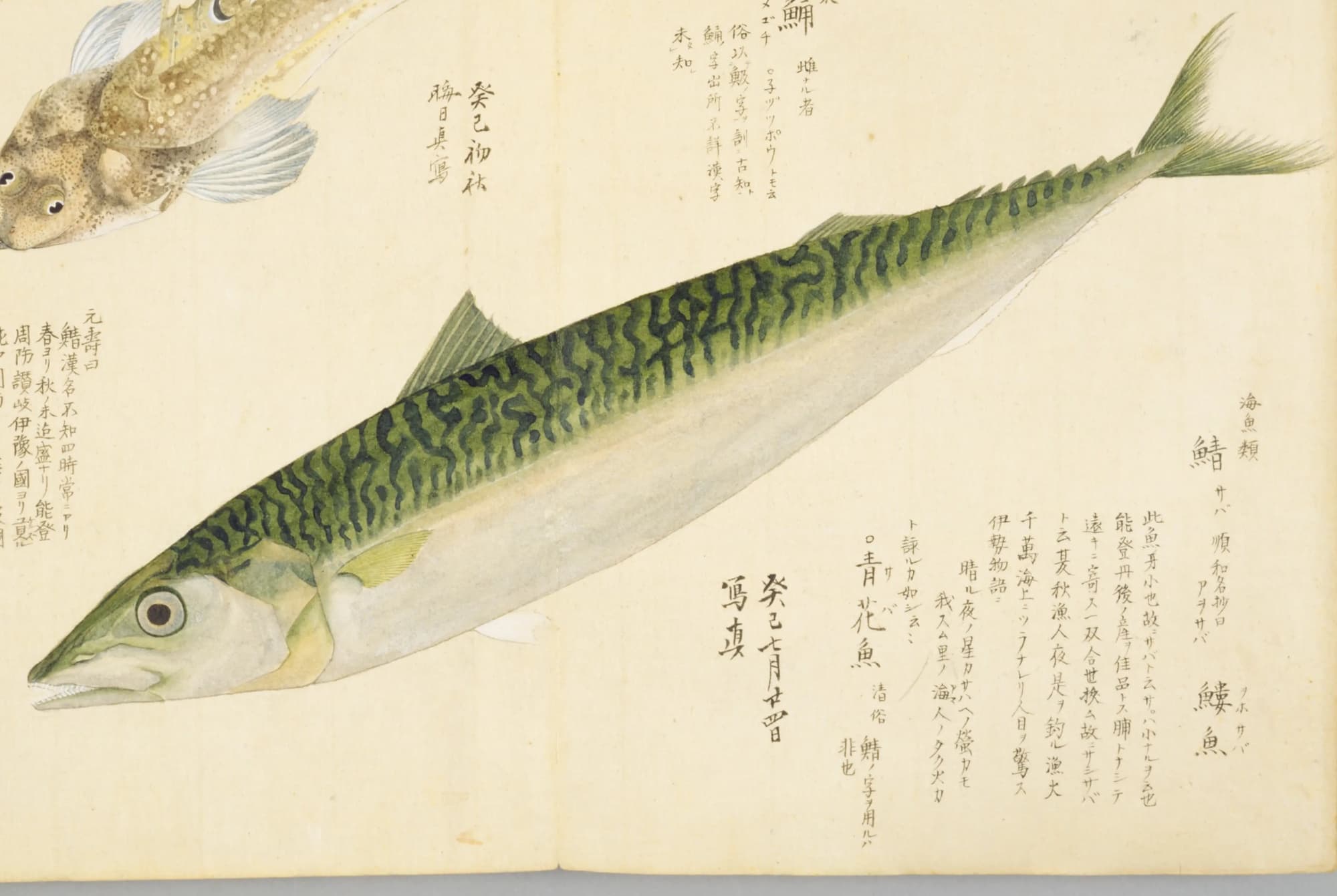 『梅園魚品図正』のサバの彩色図。緑の背に黒い波模様、銀白の腹。右に「鯖」の見出しと書き入れ