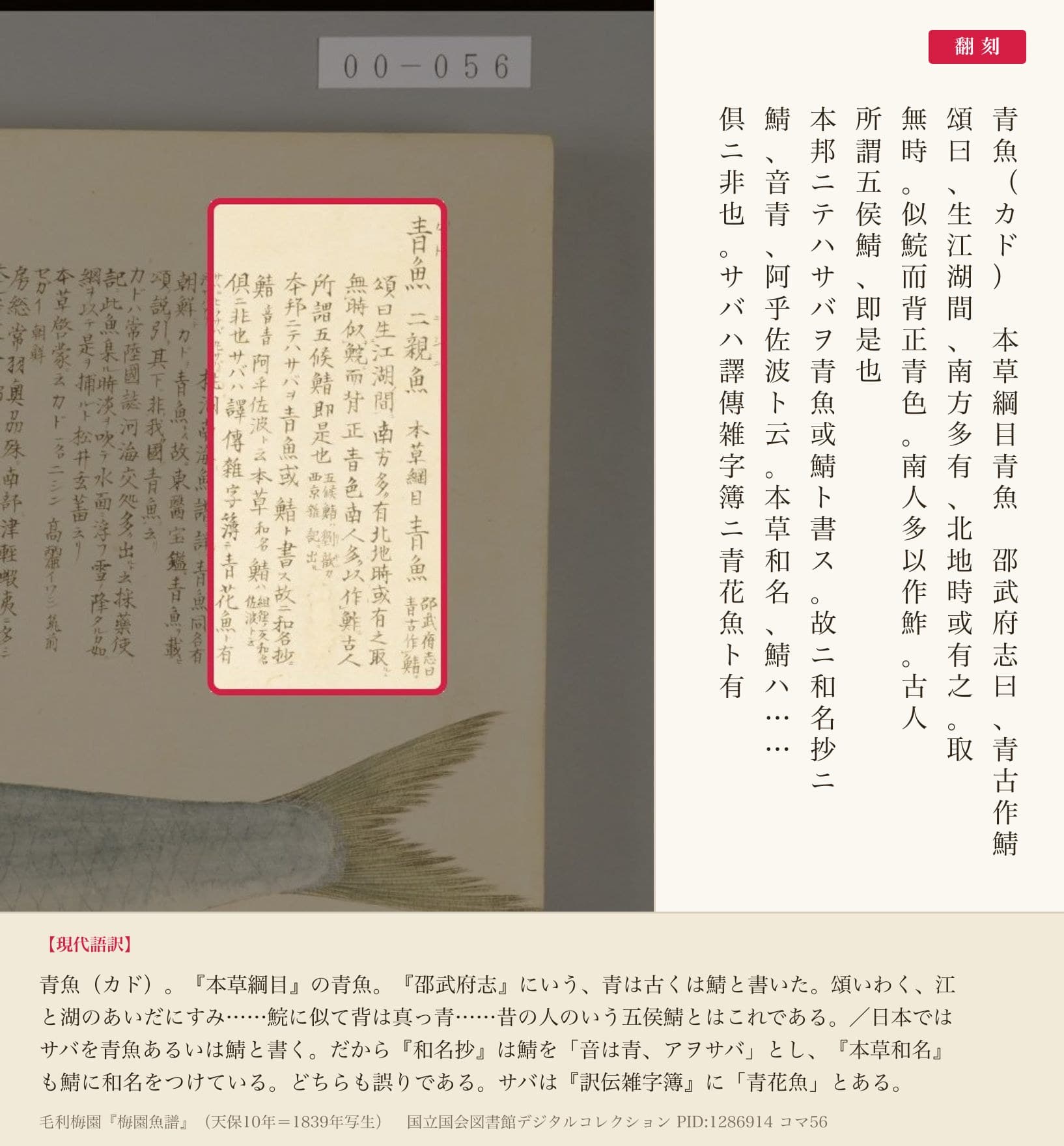 『梅園魚譜』コマ56の見出し「青魚」から「倶ニ非也サバハ譯傳雑字簿ニ青花魚ト有」までの書き入れと翻刻