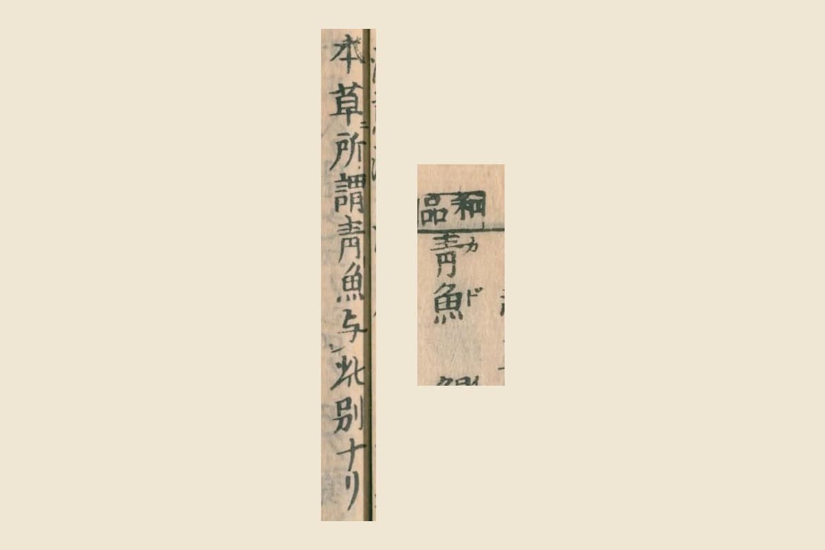 『大和本草』の見出し「青魚（カド）」と「本草所謂青魚与此別ナリ」の大写し