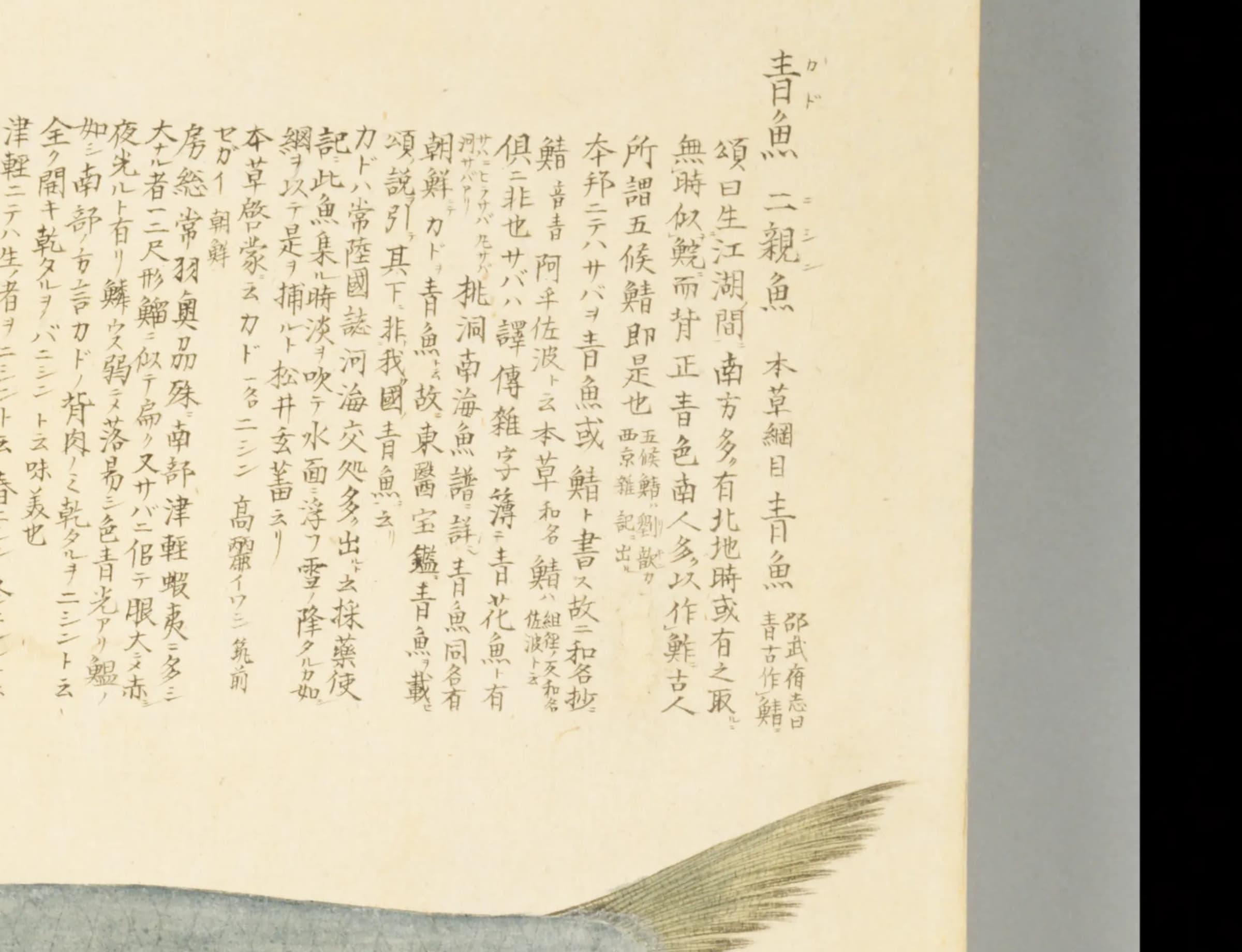 『梅園魚譜』青魚の項 題字と注記 クローズアップ コマ56