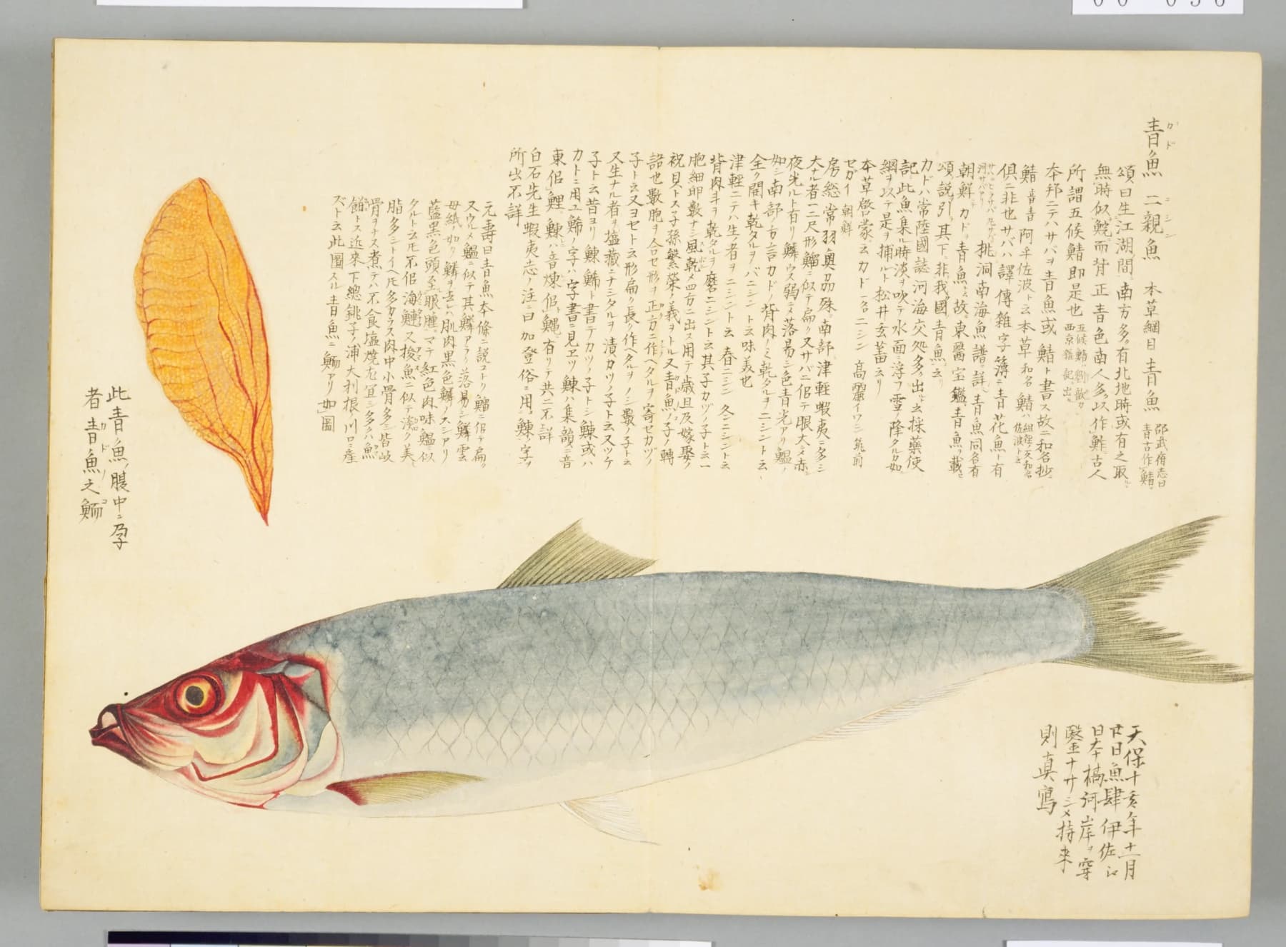 『梅園魚譜』青魚（カド・ニシン）の彩色図 コマ56