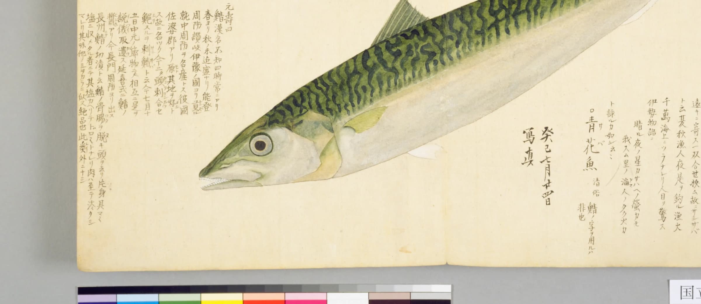 『梅園魚譜』サバ クローズアップ コマ31