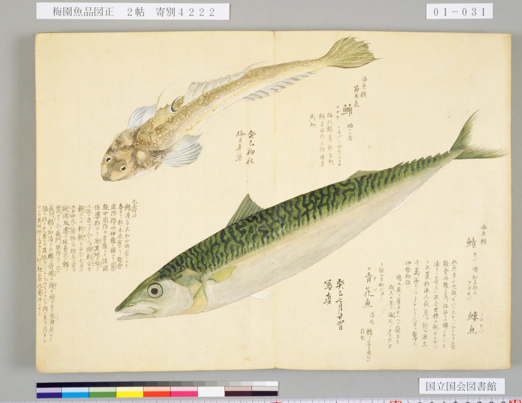『梅園魚譜（梅園魚品図正）』サバの彩色図 コマ31